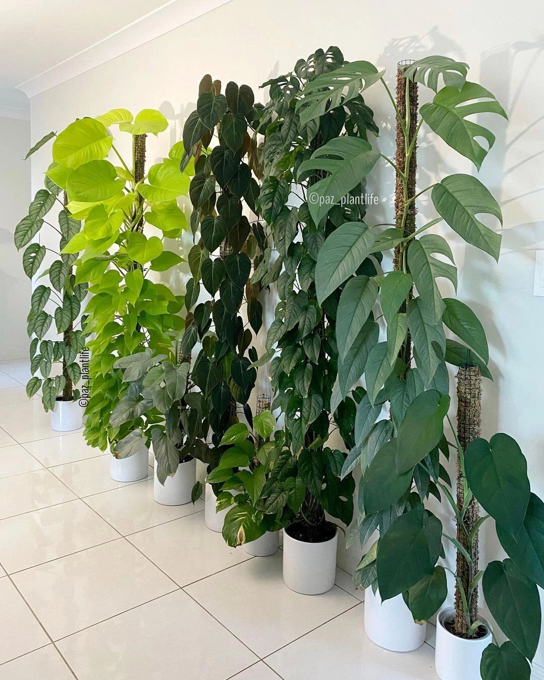 黄金葛 绿萝 2 黄金葛 绿萝 绿萝 黄金葛 黄金葛绿萝 neon neonpothos