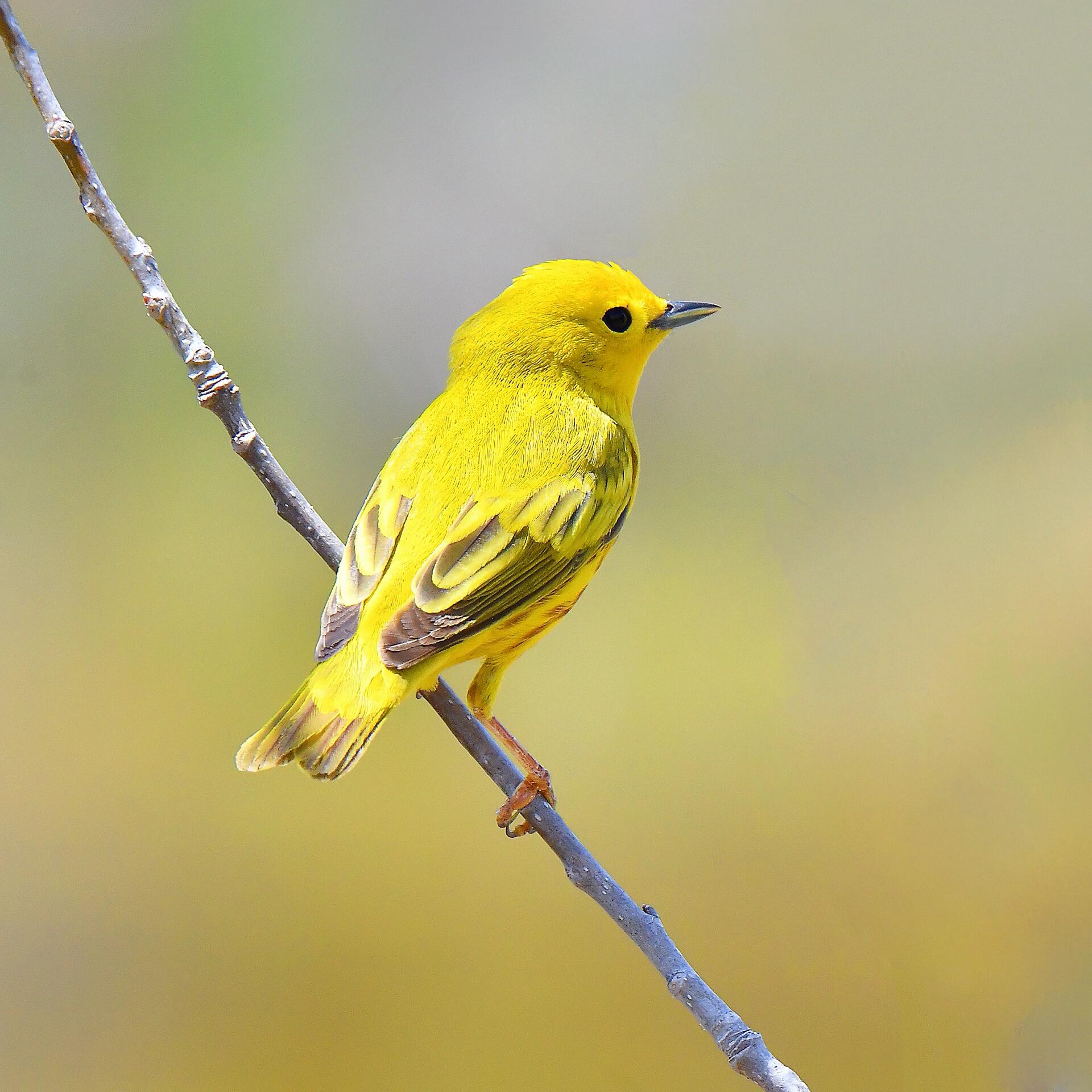 yellow warbler