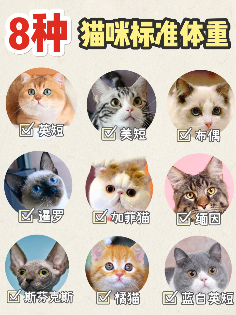 猫咪体重表图片图片