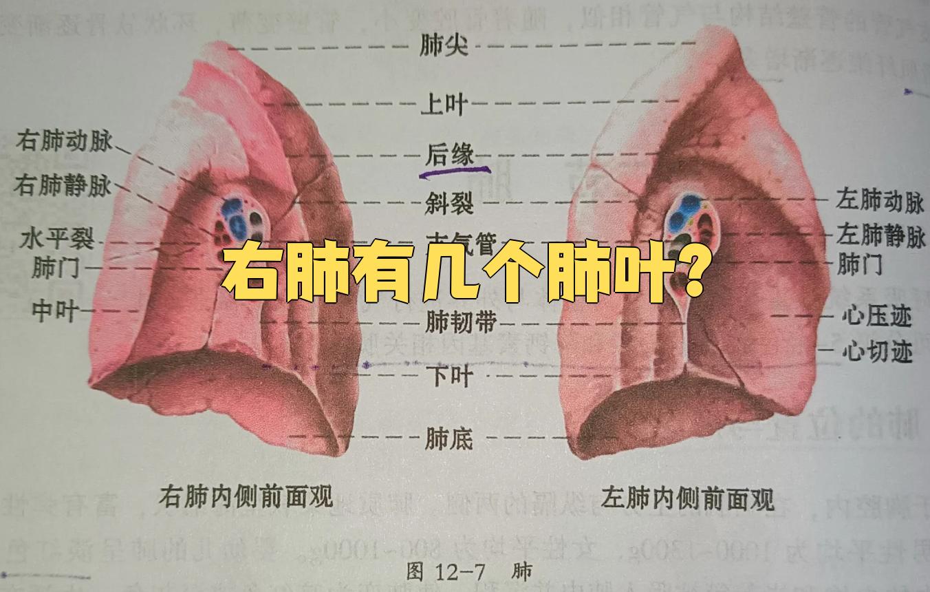 肺叶最上面圆钝的部分叫肺尖,它会穿过胸廓上口延伸到颈部根部,底部则