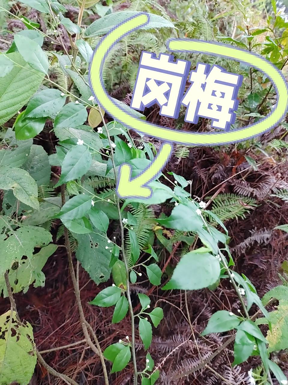 岗梅(33)本土原生中草药材