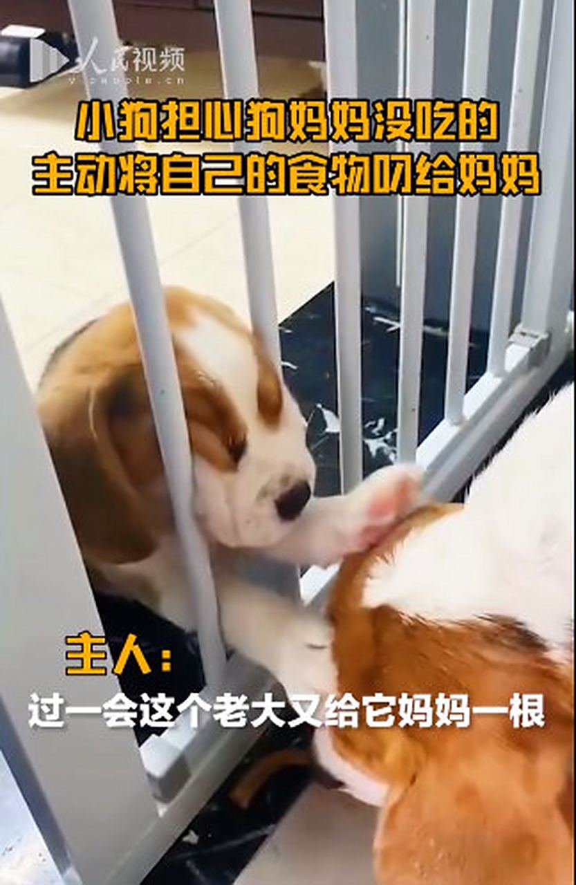 母狗被骗视频播放网站_美女母狗下乡慰问失败