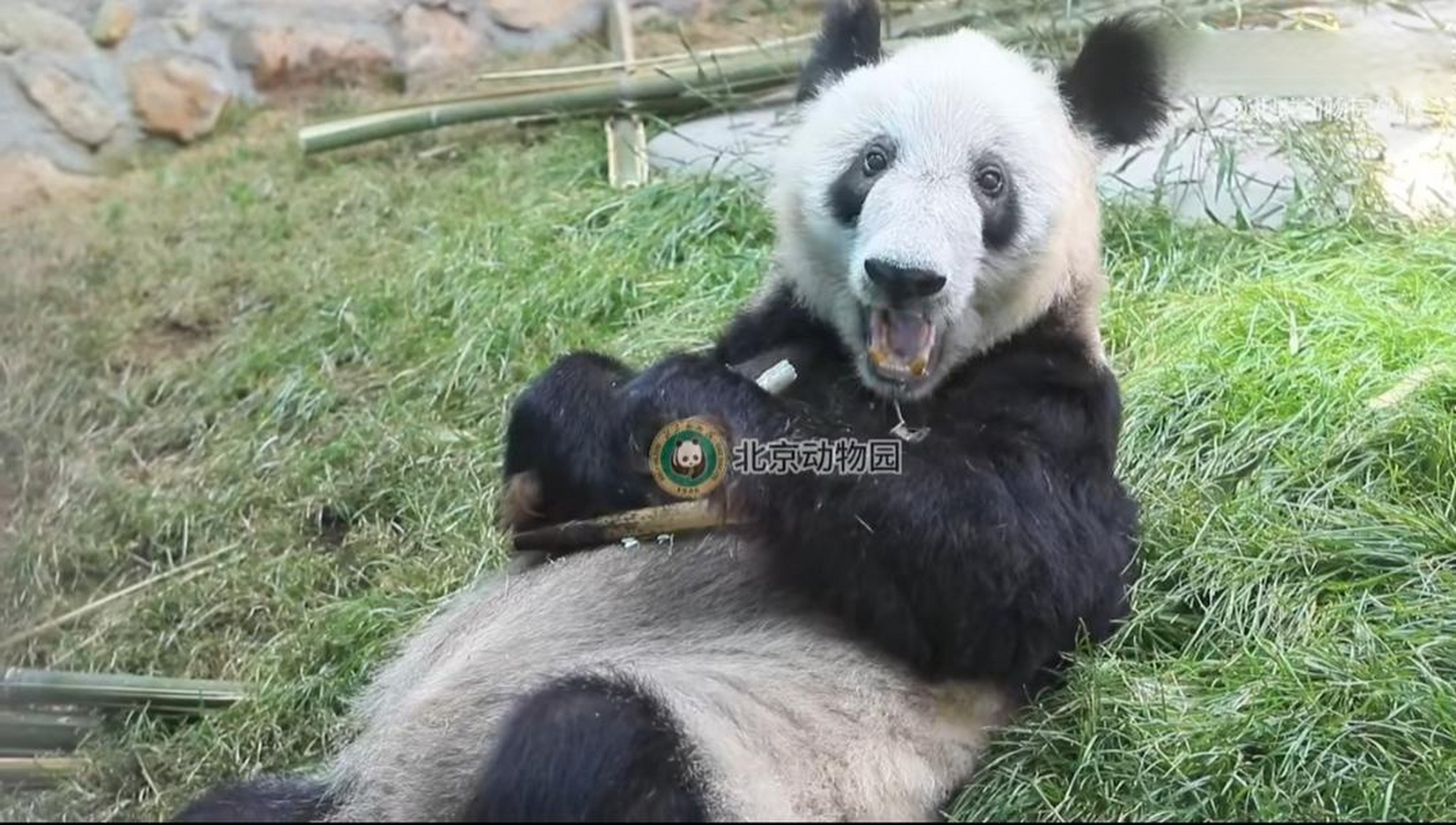 真的太喜歡北京動物園的管理模式了,即使丫丫沒有展出,北動還是會應