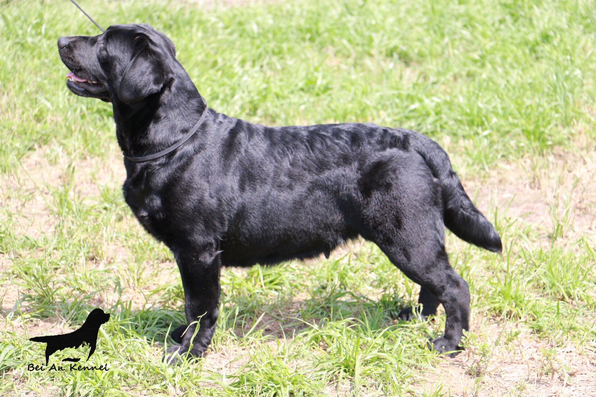 纯种血统拉布拉多寻回猎犬 欧洲引进,六国冠军,超级冠军,世界冠军