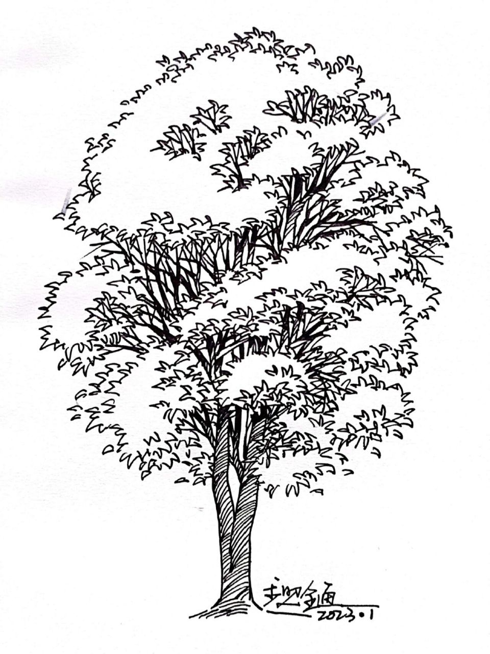 速写中树的画法图片