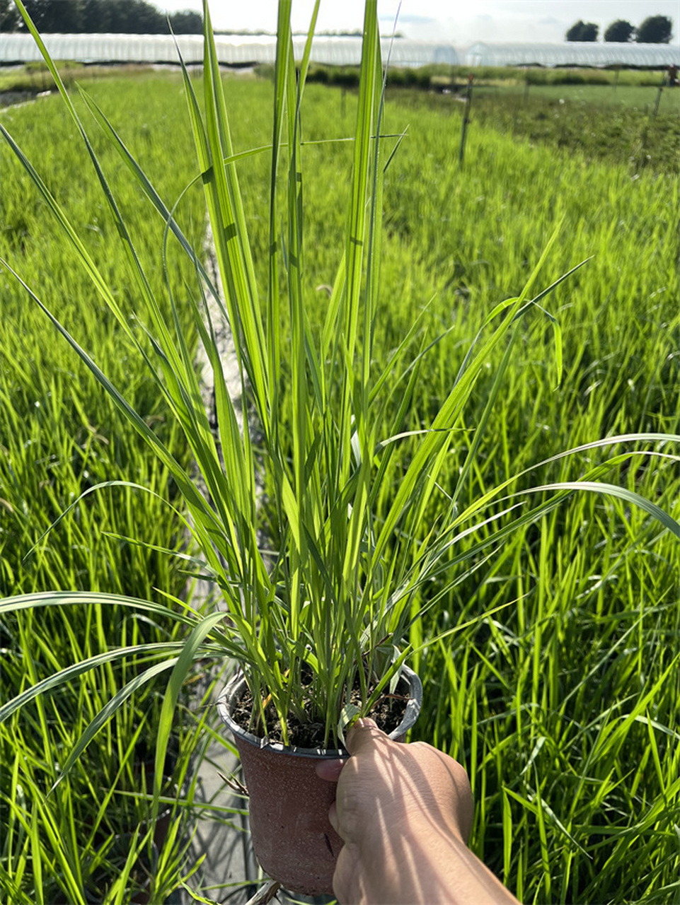 观赏草系列-白茅草 多年生草本的它有着长而粗壮的根状茎,秆直立通常