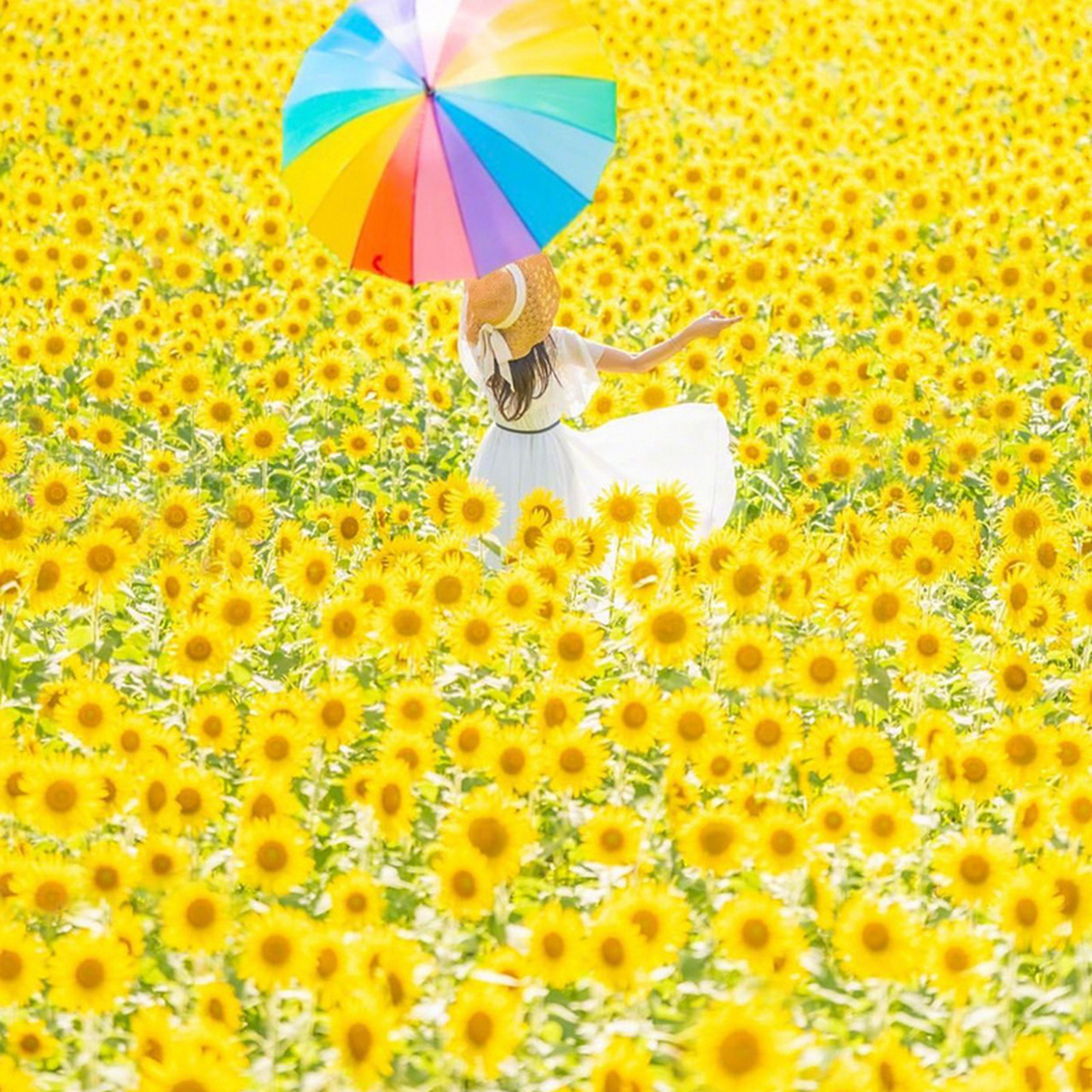 沐浴盛夏阳光的向日葵979797#向日葵# #摄影美图分享#   (via.