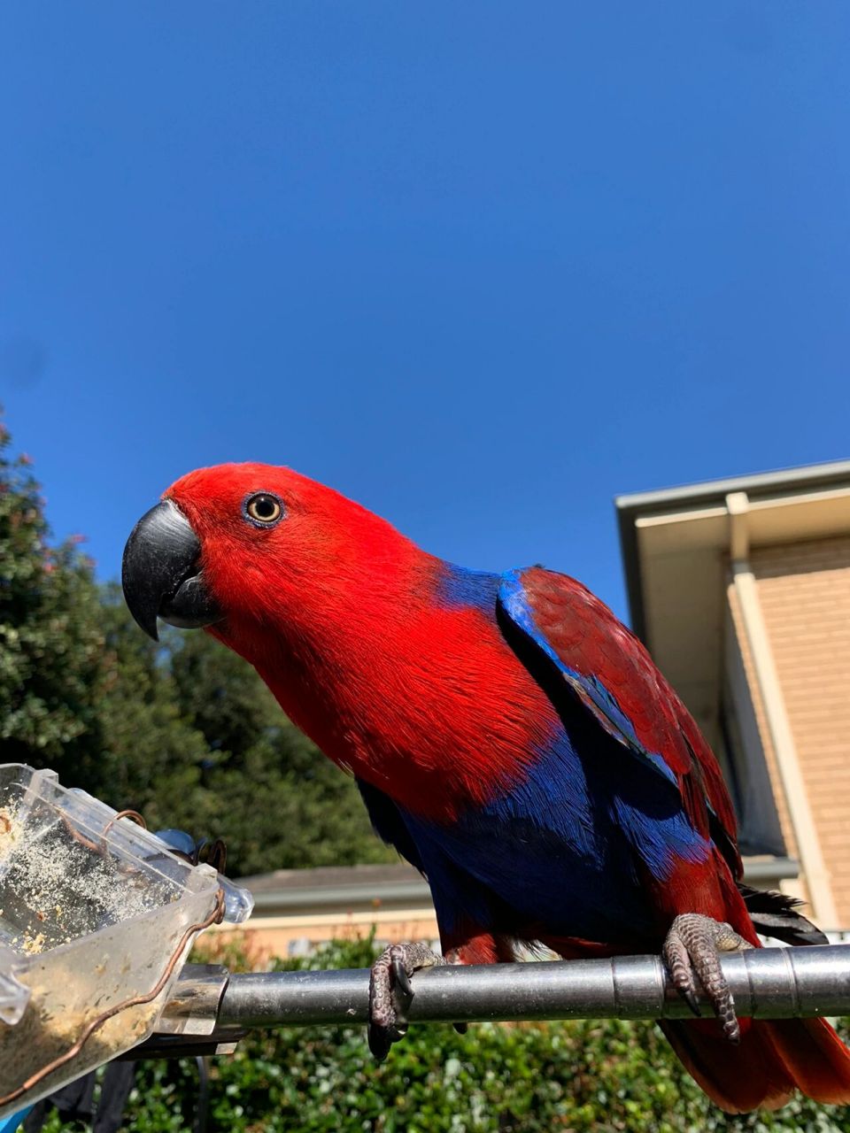 澳洲合法饲养折衷鹦鹉(原图无滤镜) (原图无滤镜)经过几个月的营养