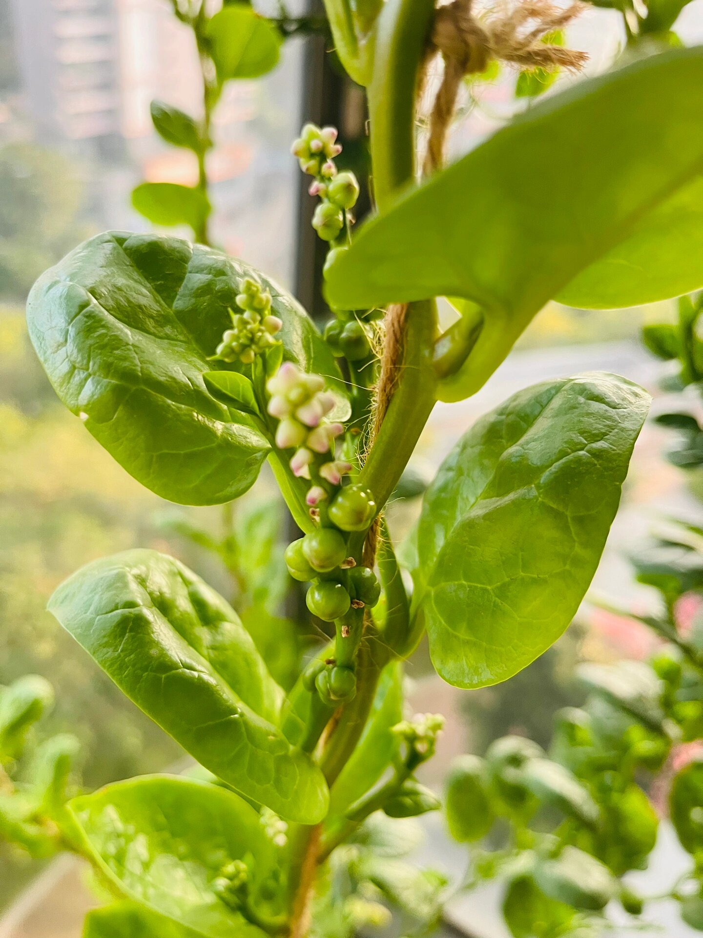 木耳菜的果实图片图片