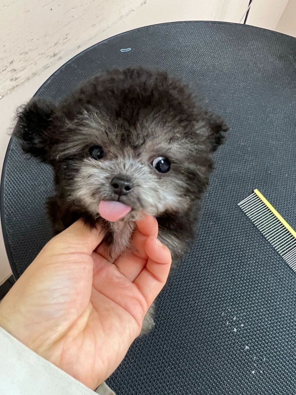 飞耳泰迪长大后的图片图片