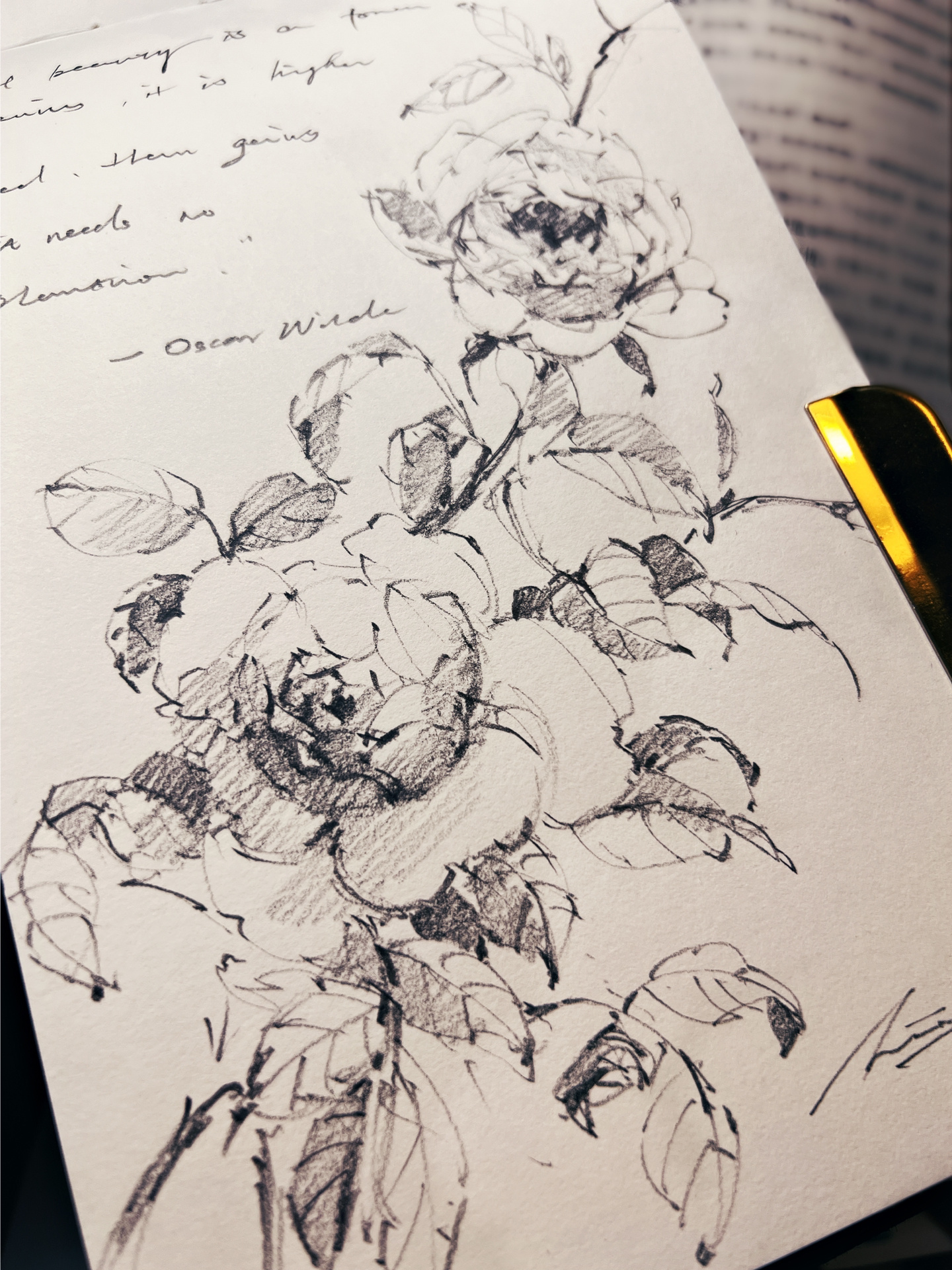 花卉速写 铅笔手绘 蔷薇
