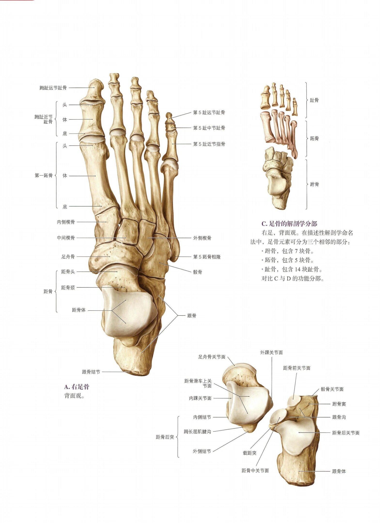 脚踝结构图片大全图片图片