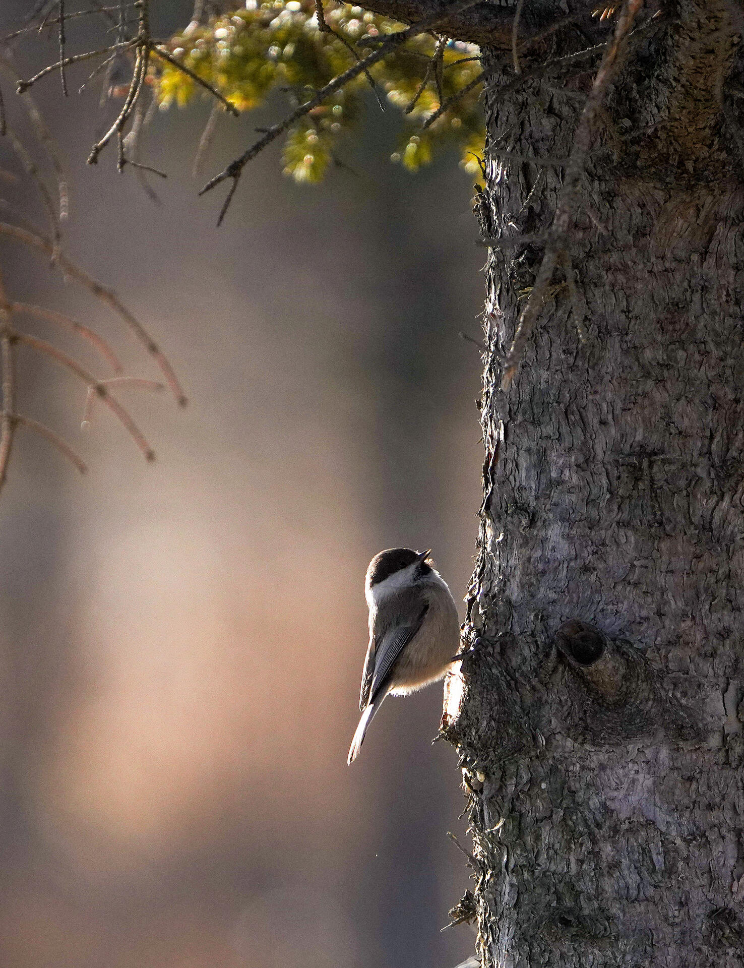 褐头山雀(poecile montanus)