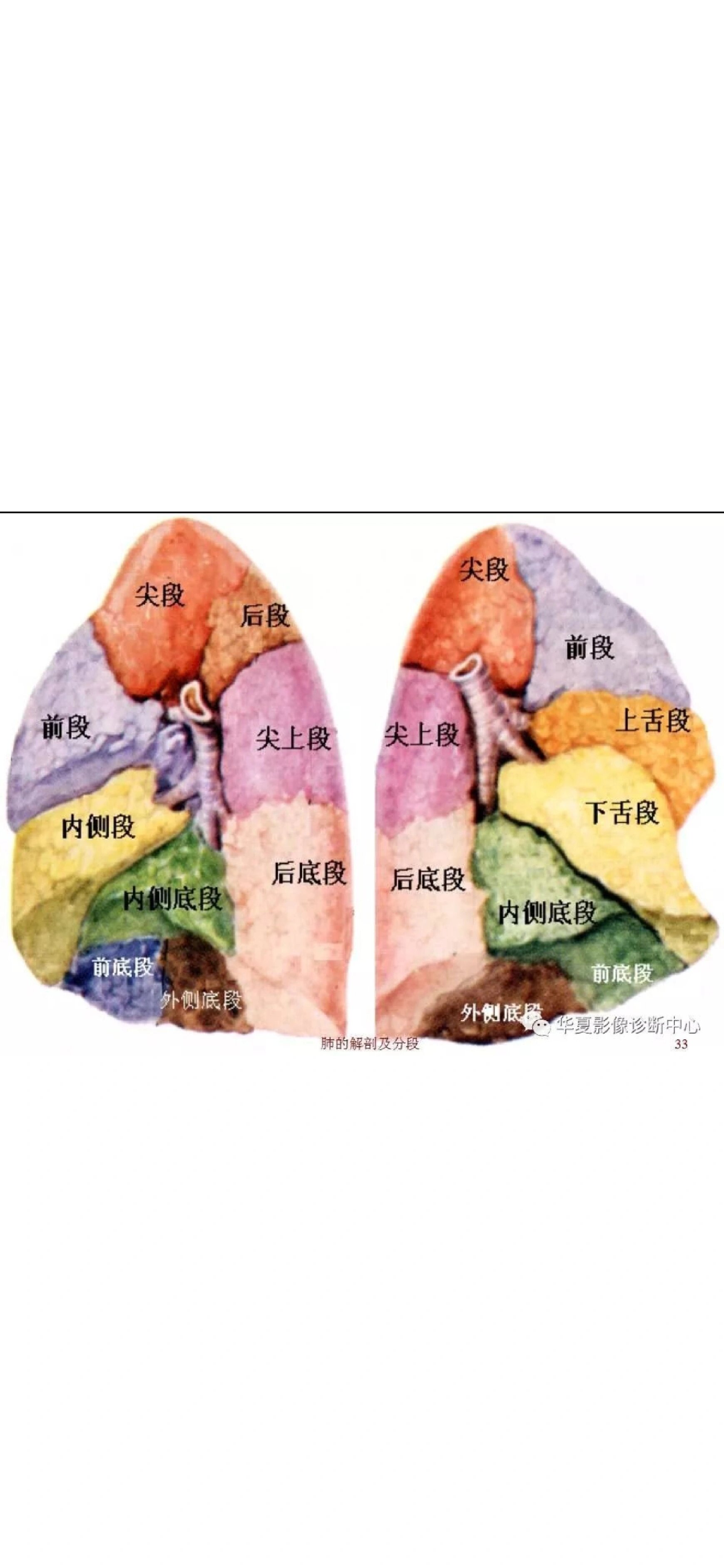 肺的分叶图图片