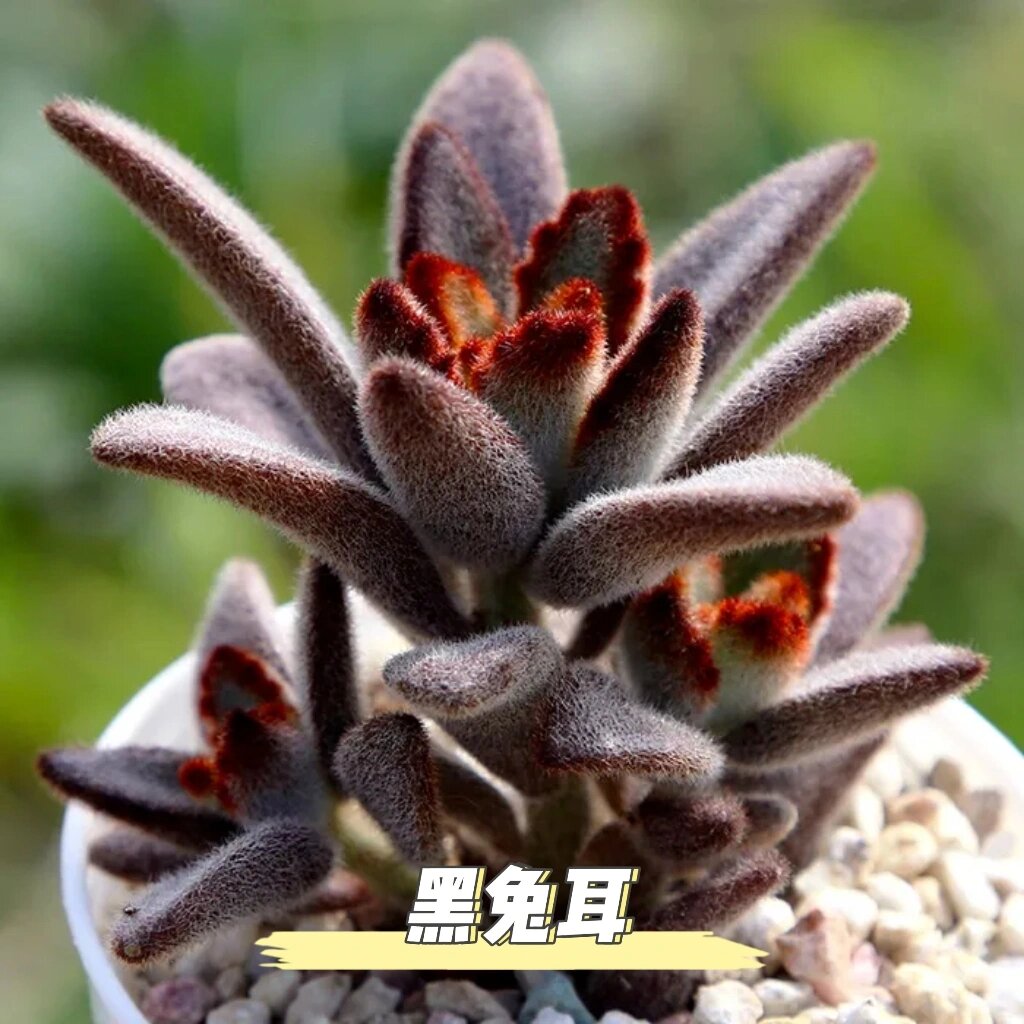 认识多肉-黑兔耳