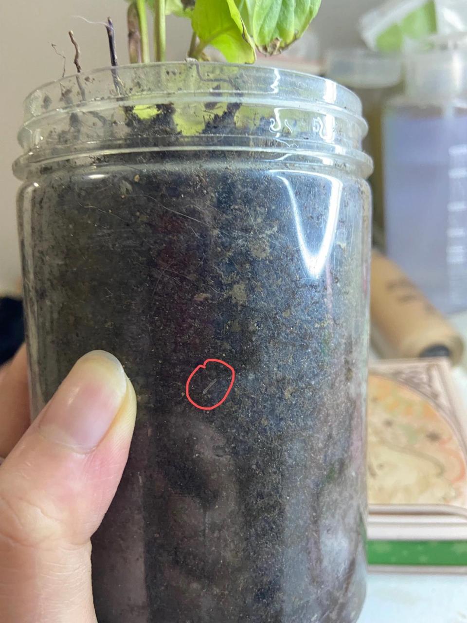 盆土里面长的白色半透明小虫子 自从搬家以后  房间窗户晒不到阳光