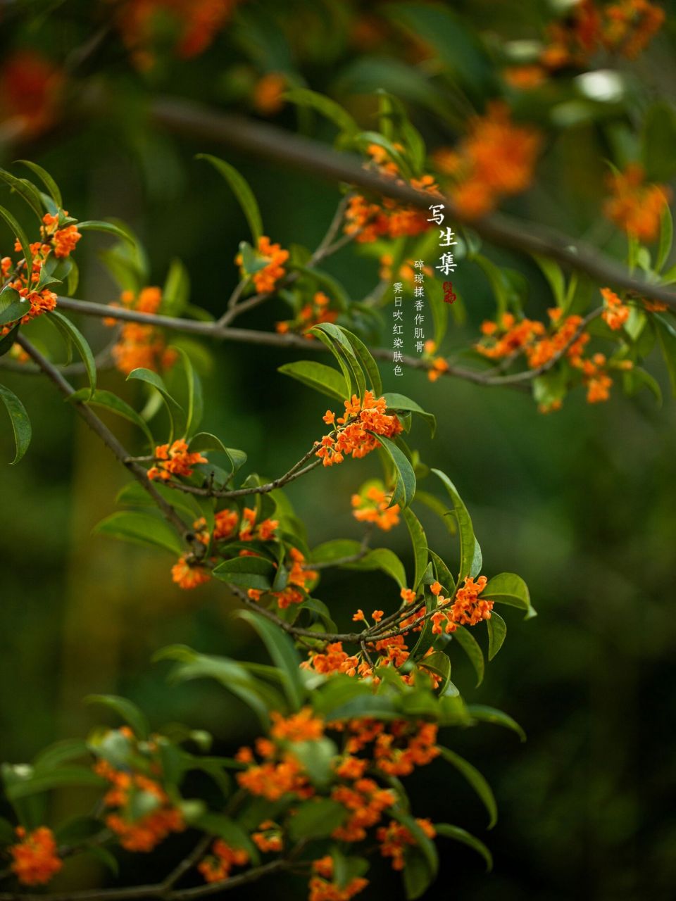 桂花的古代雅称有木犀,九里香,紫阳花,无暇玉华,金雪,木犀