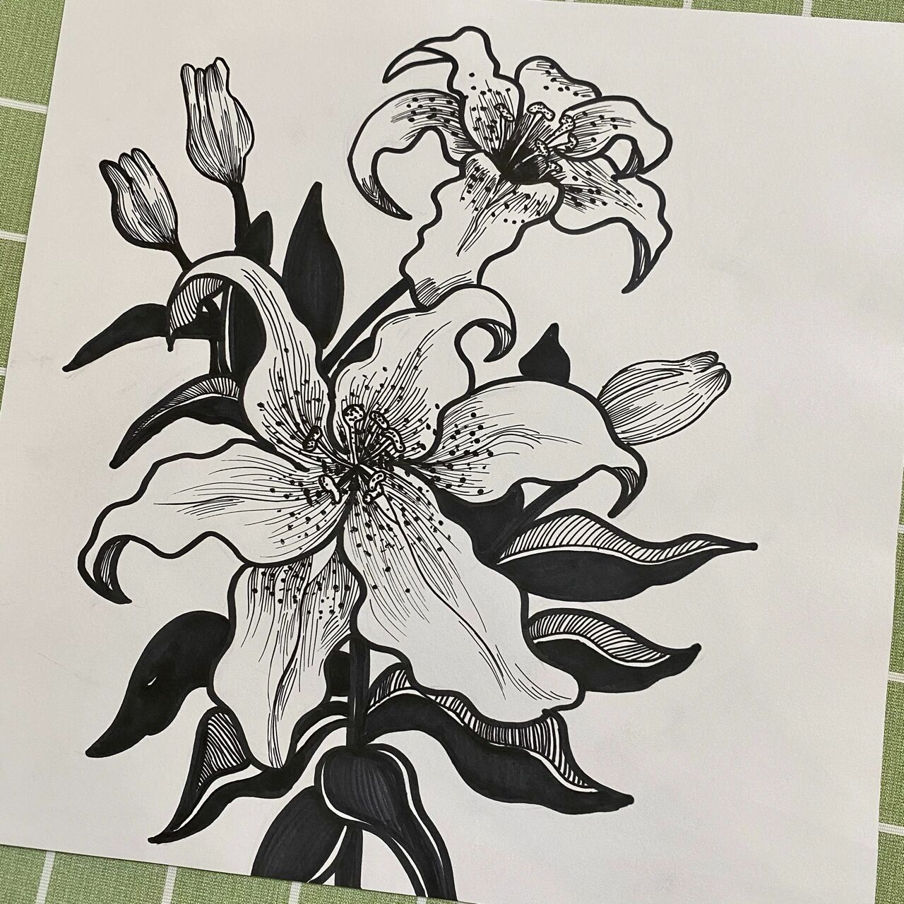 每日一画|黑白线描花卉·百合花 「临摹来自:  特别感谢原创作者提供