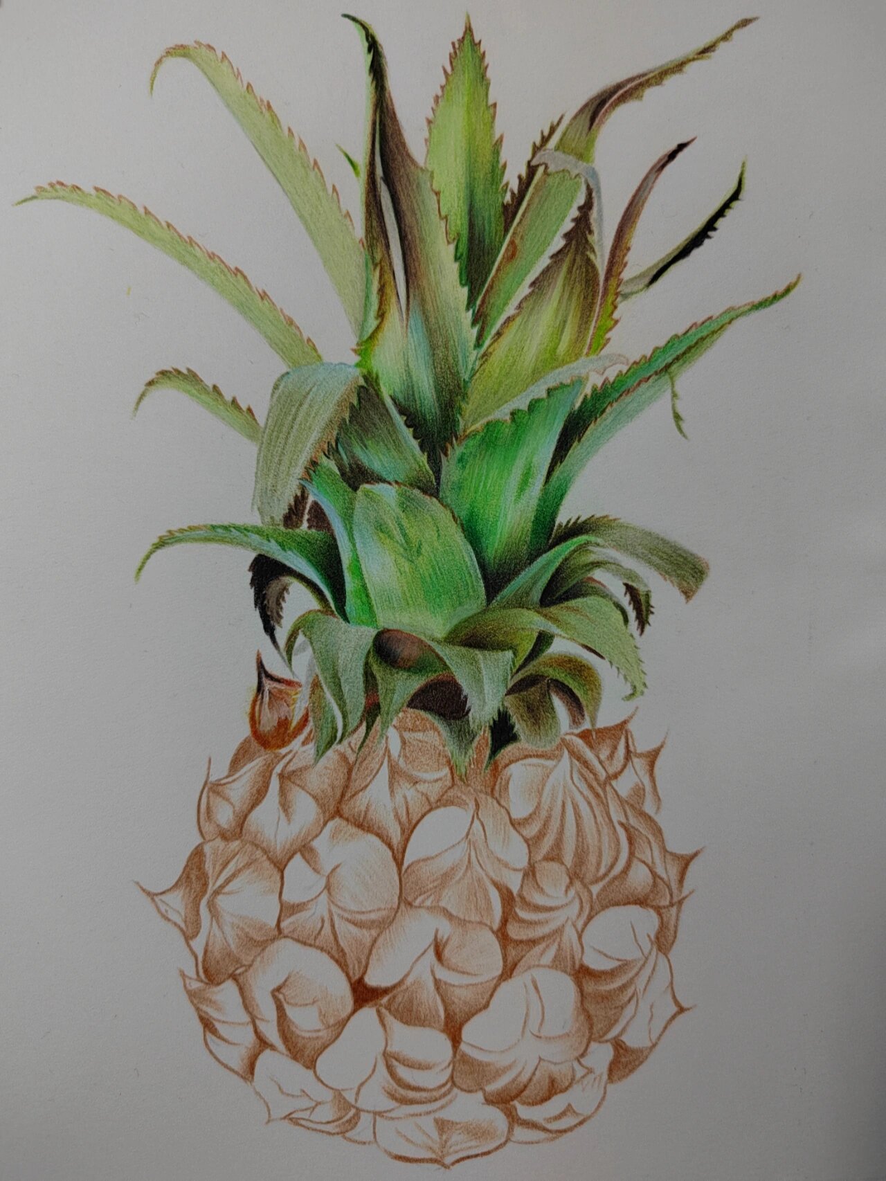 73彩铅day126|菠萝凤梨分不清|色号步骤