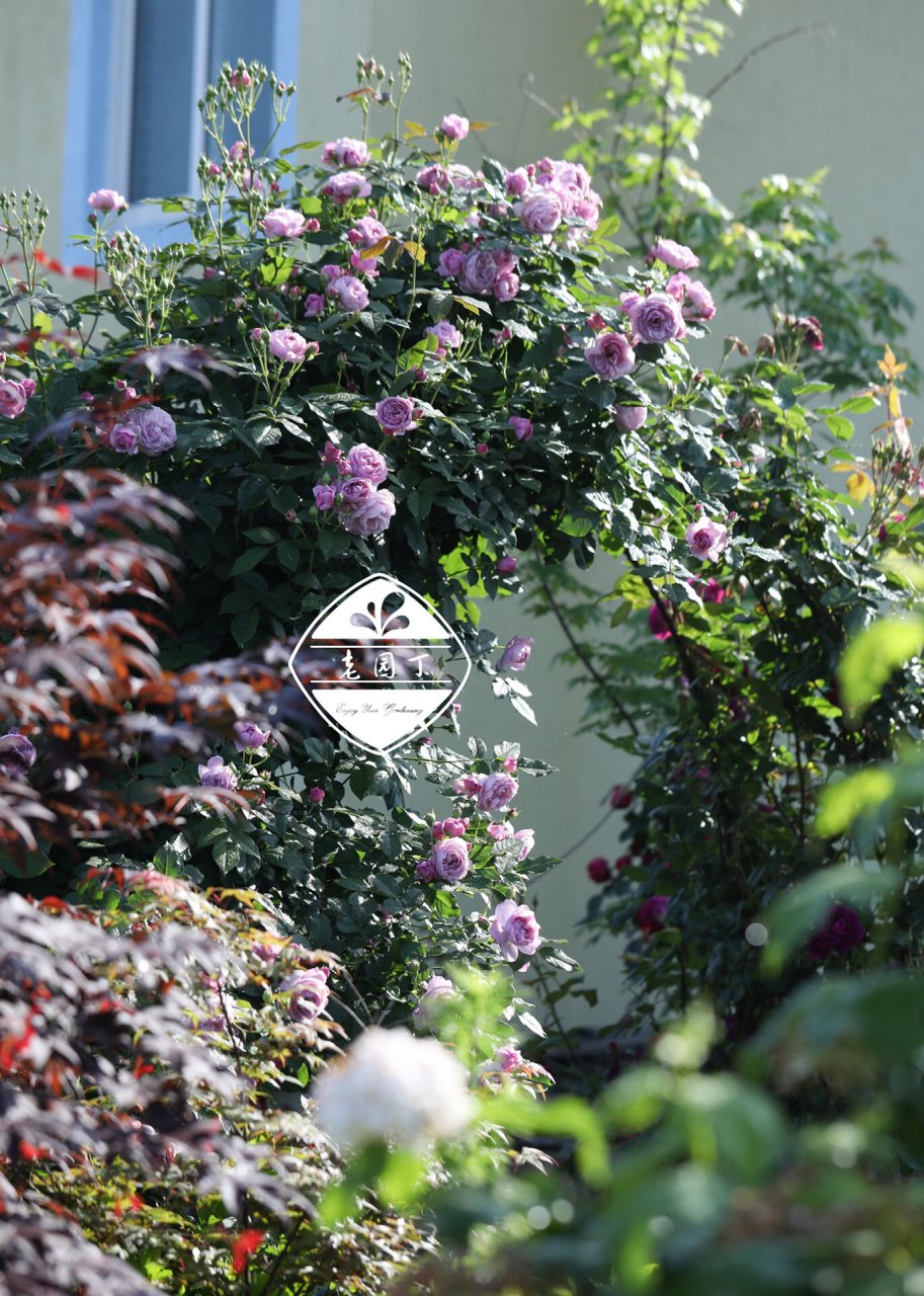 藤本月季品种2661546615:薰衣草花环 薰衣草花环 lavender