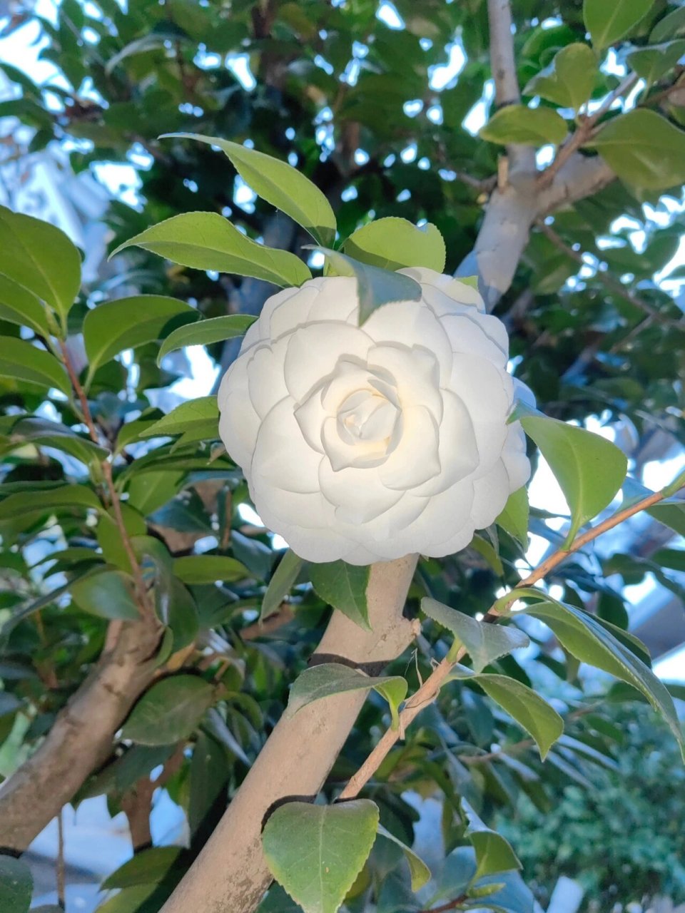 山茶花●白玫瑰 山茶花读不懂白玫瑰,北山的风吹不到南山尾:山茶花看