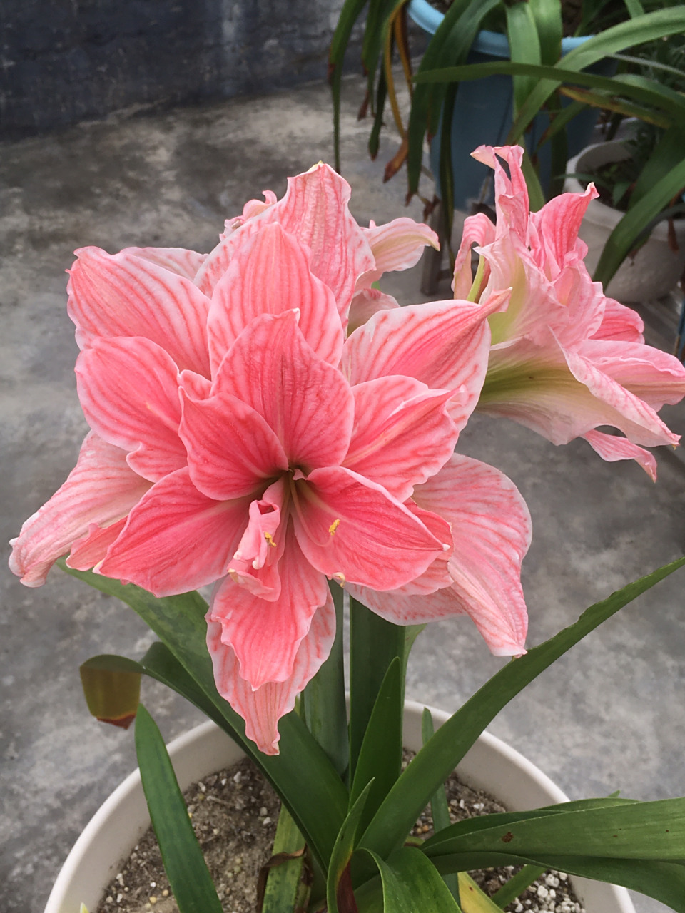 朱顶红/甜蜜妮芙复花 前段时间下雨的时候复花了,但是没心情,没空拍