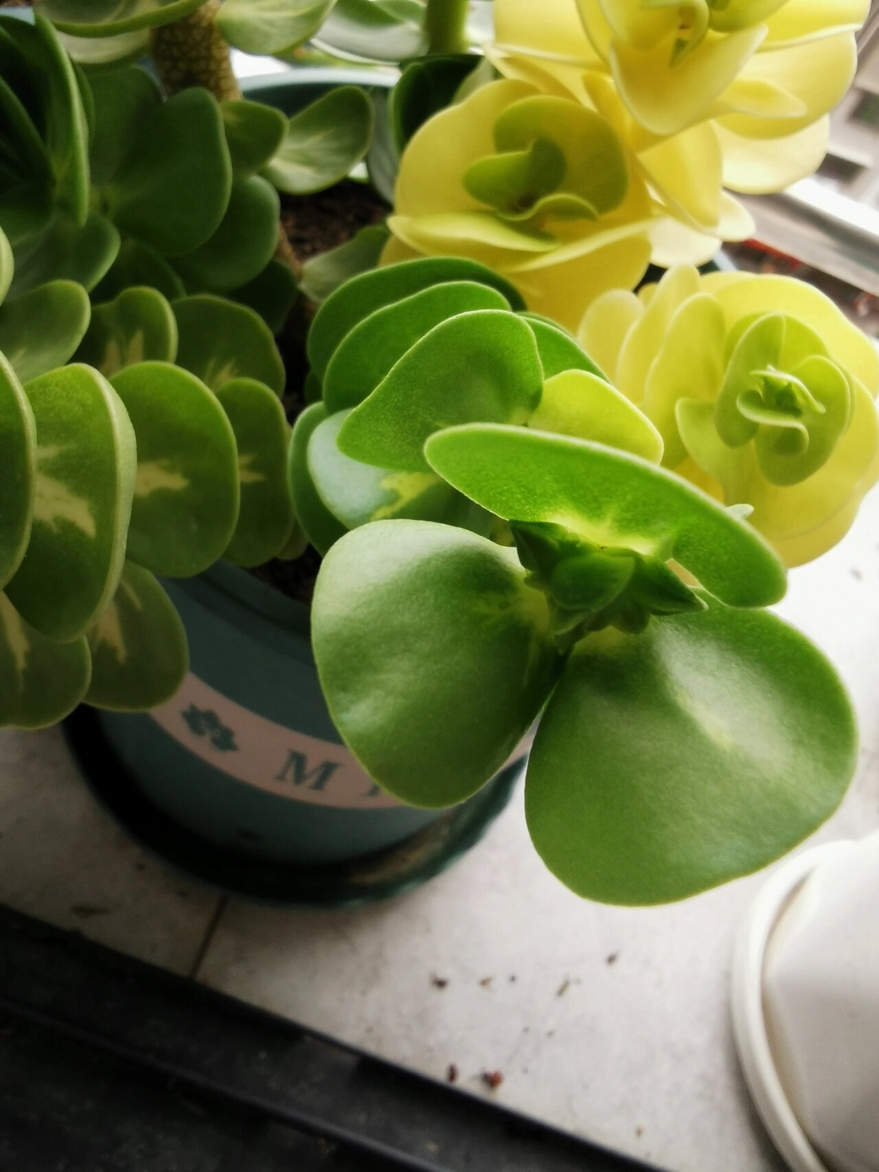 金钱木开花了 以前很好奇它开花是怎样的.