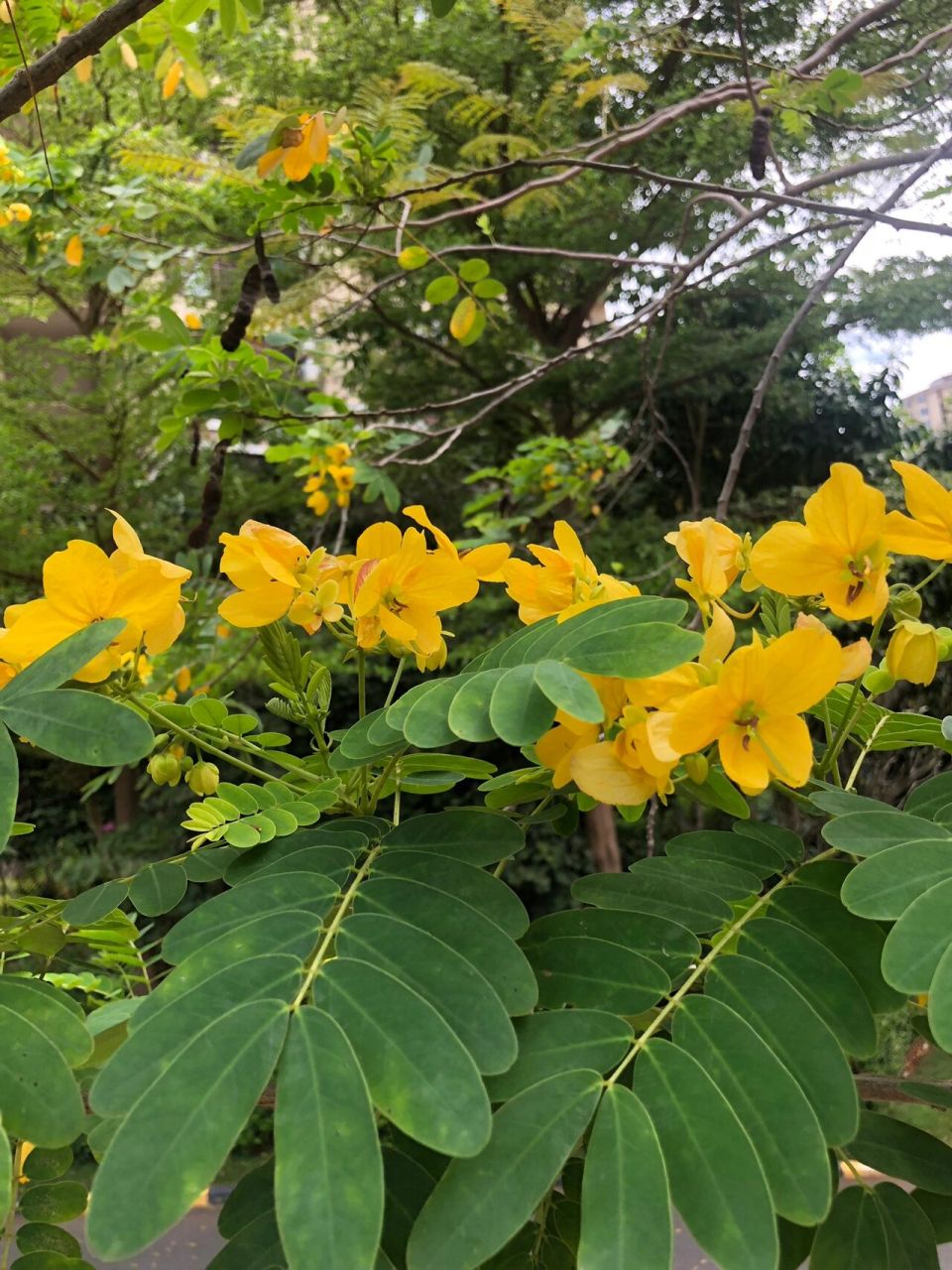 海南的花(30)黄槐 全称:黄槐决明,别名:黄槐 这个花开起来,满树金黄