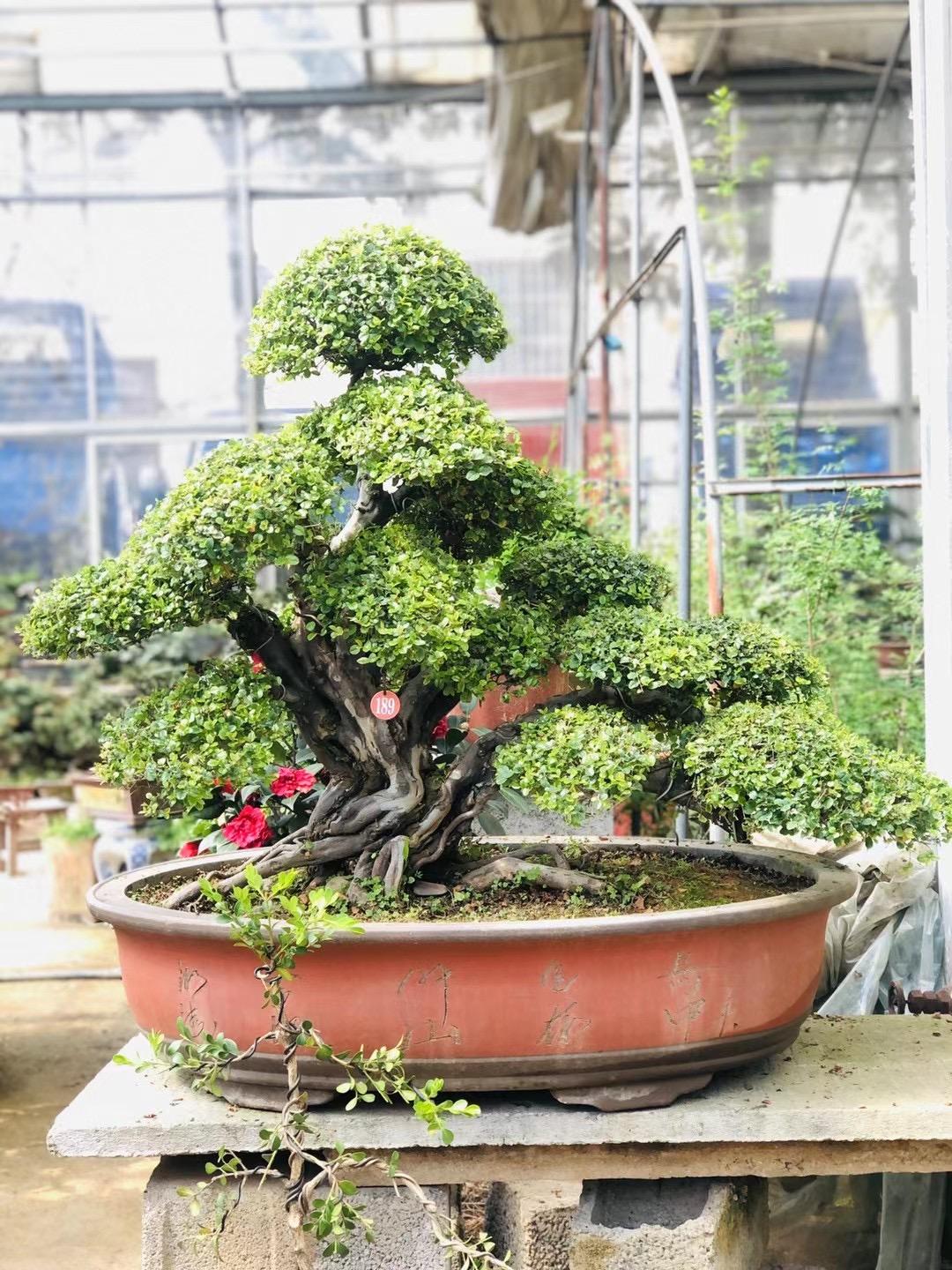 雀梅盆景,是一种特别受欢迎的盆景种类,它以枝条繁密,花朵艳丽,百合