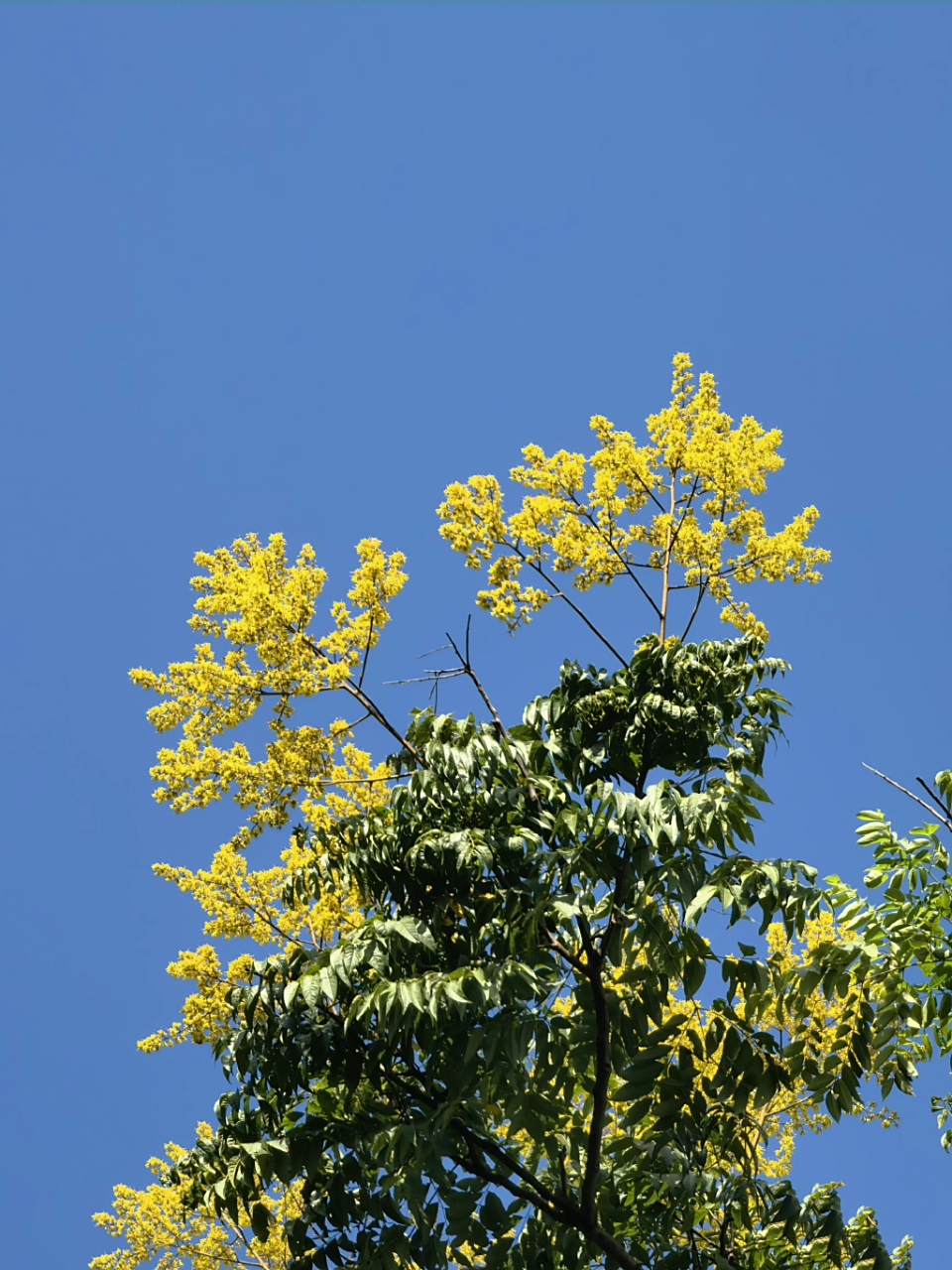 每日一花 | 金色的花,红色的果,黄山栾树 黄山栾树又名全缘叶栾树,其