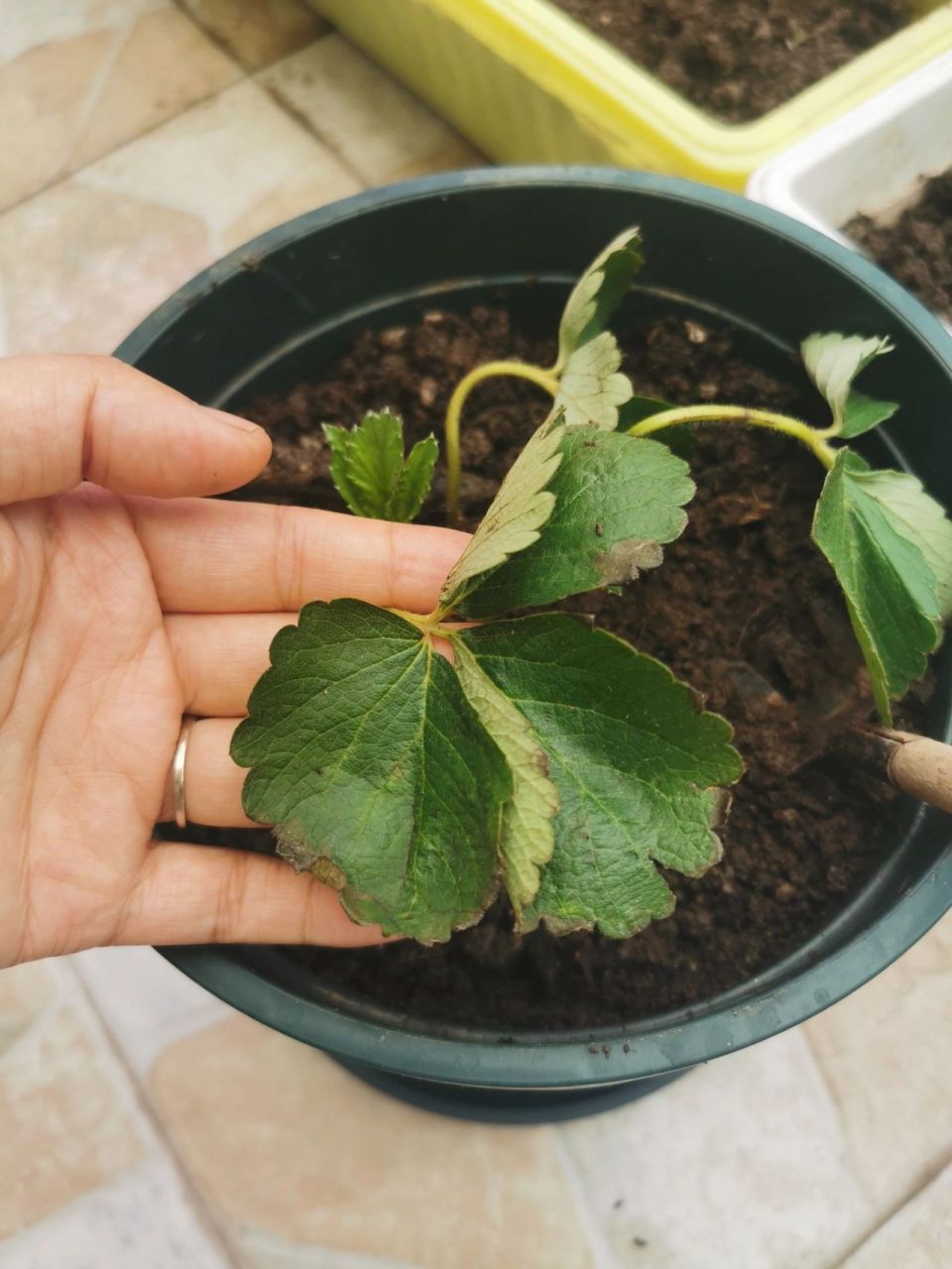 草莓缓苗期叶子焦边,是咋回事呢 草莓苗是昨天中午种的,用的1.