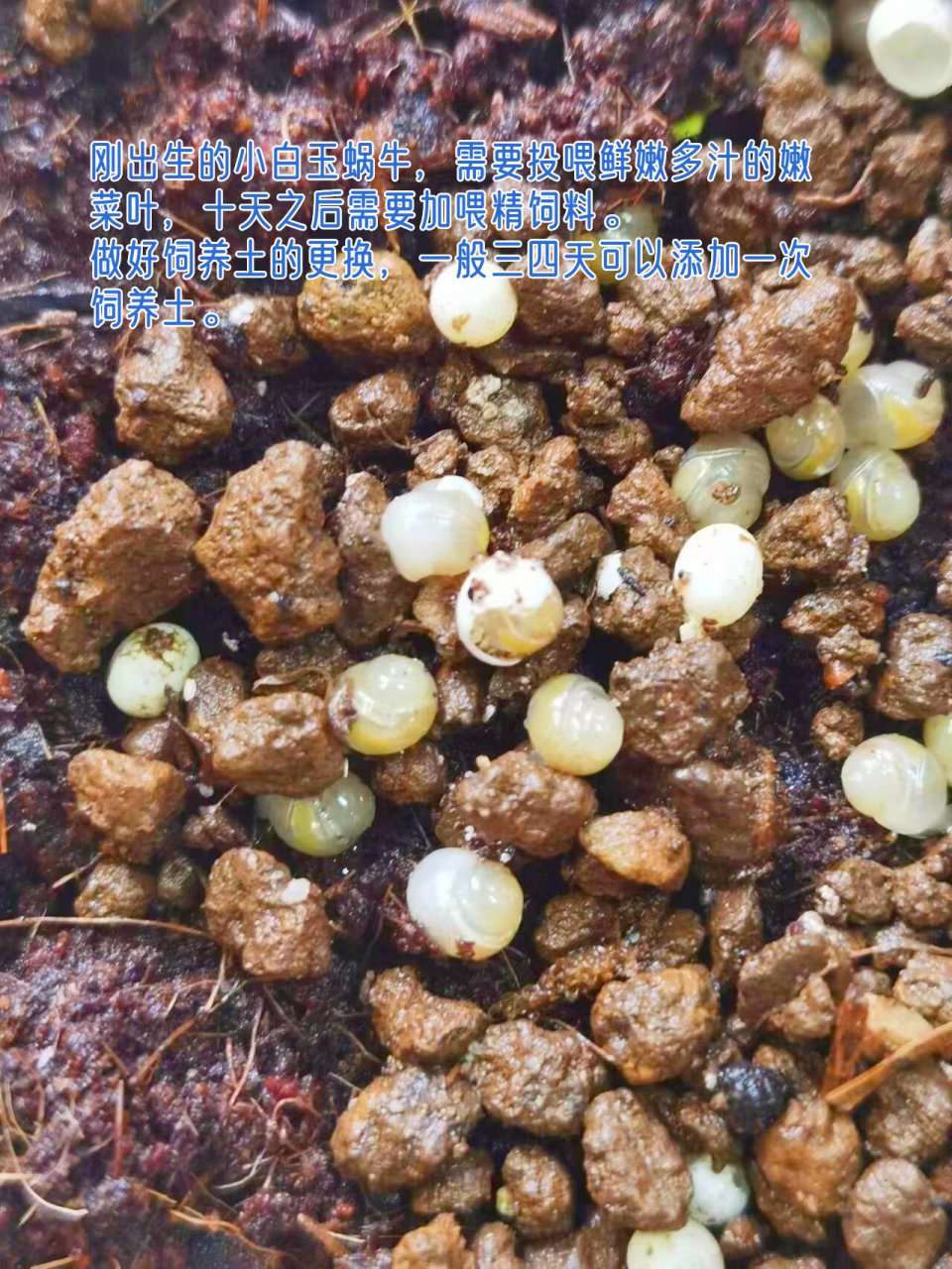 刚刚孵化的白玉蜗牛会吃卵壳,有白玉蜗牛生长所需的钙和营养物质