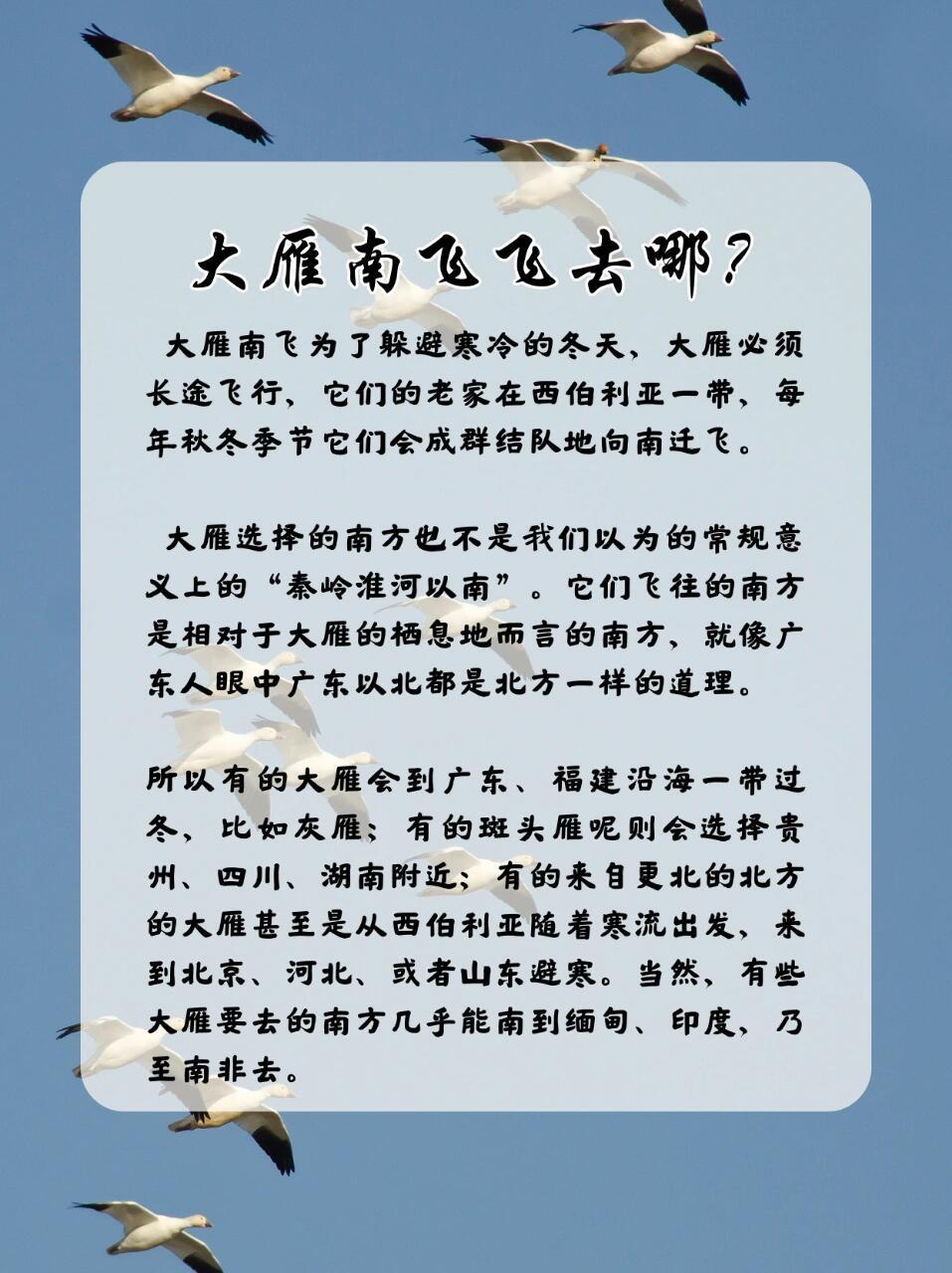 大家都知道大雁南飞是为了躲避寒冷的气候,等到来年春天再飞回温暖的