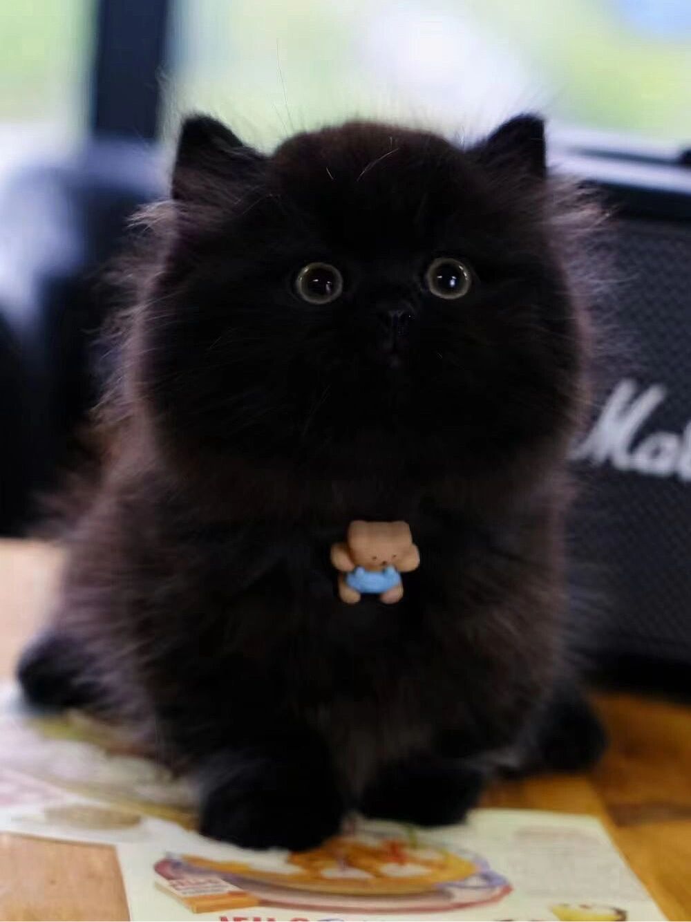 天黑找不到的纯黑拿破仑矮脚猫～超级肥!