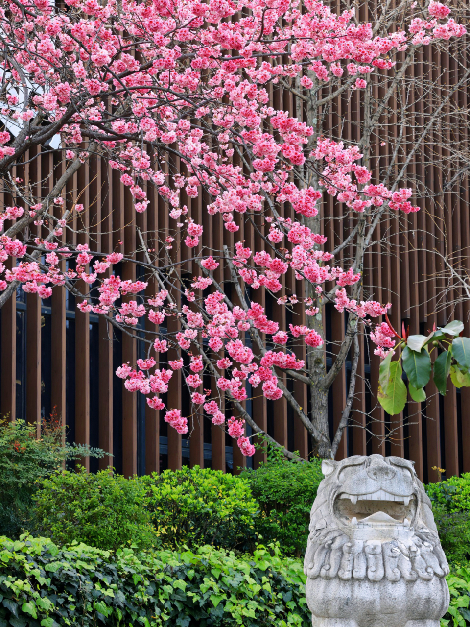 大理樱花美如画,大理樱花除了无量山的冬樱花,春樱花应该就是大理古城