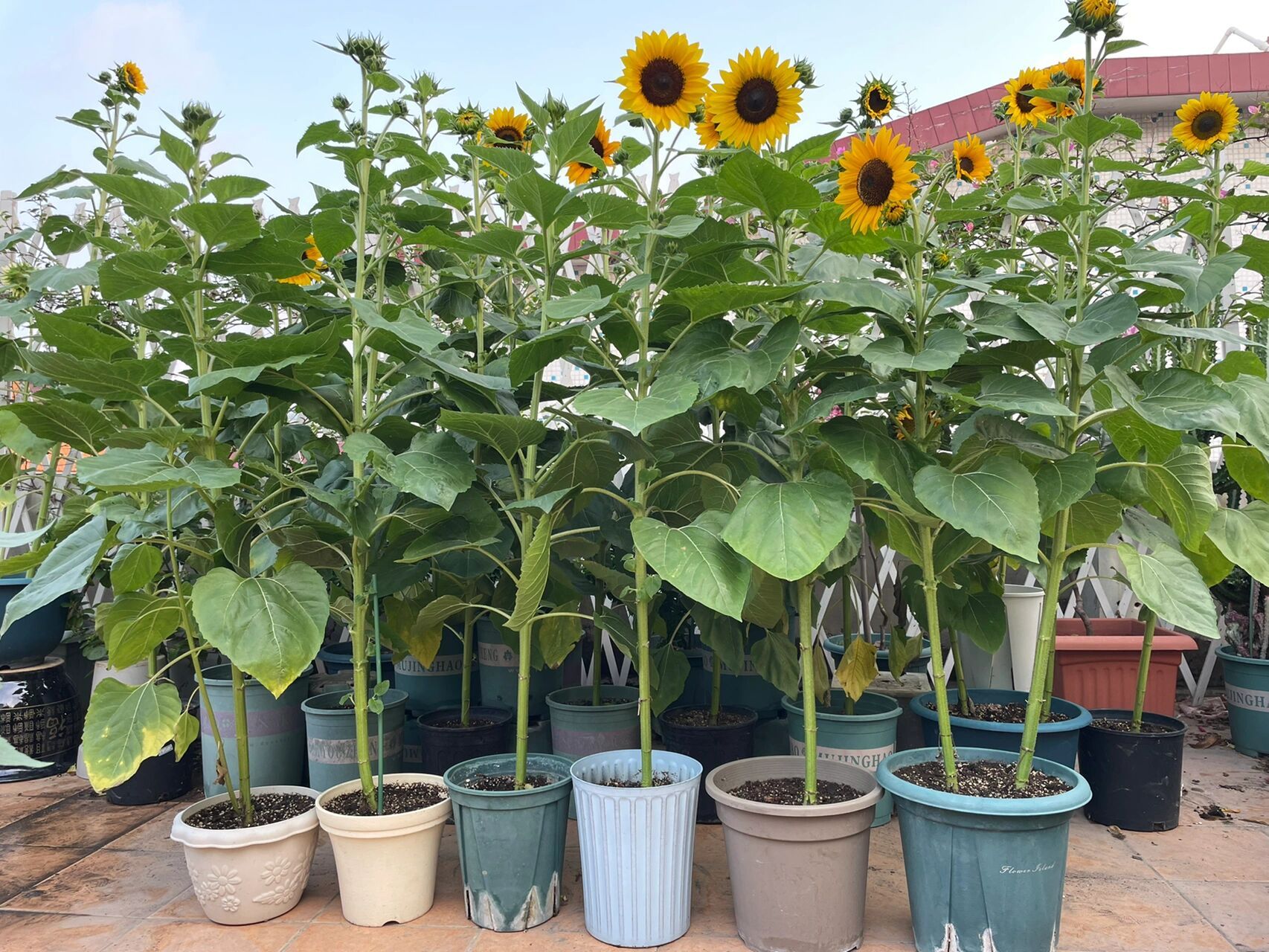 向日葵97种植需要多大的盆 如图,2-5加仑的盆种植效果差不多.