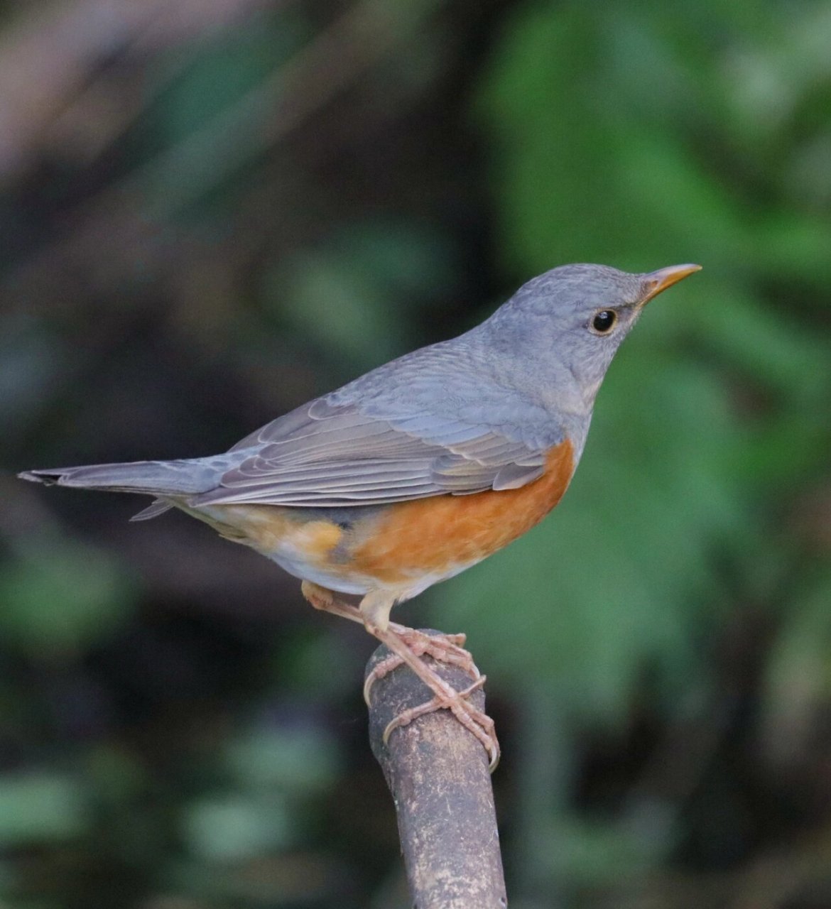 今日野拍～灰背鸫   鸫类鸟是一个大家族,常见的乌鸫,不算常见的