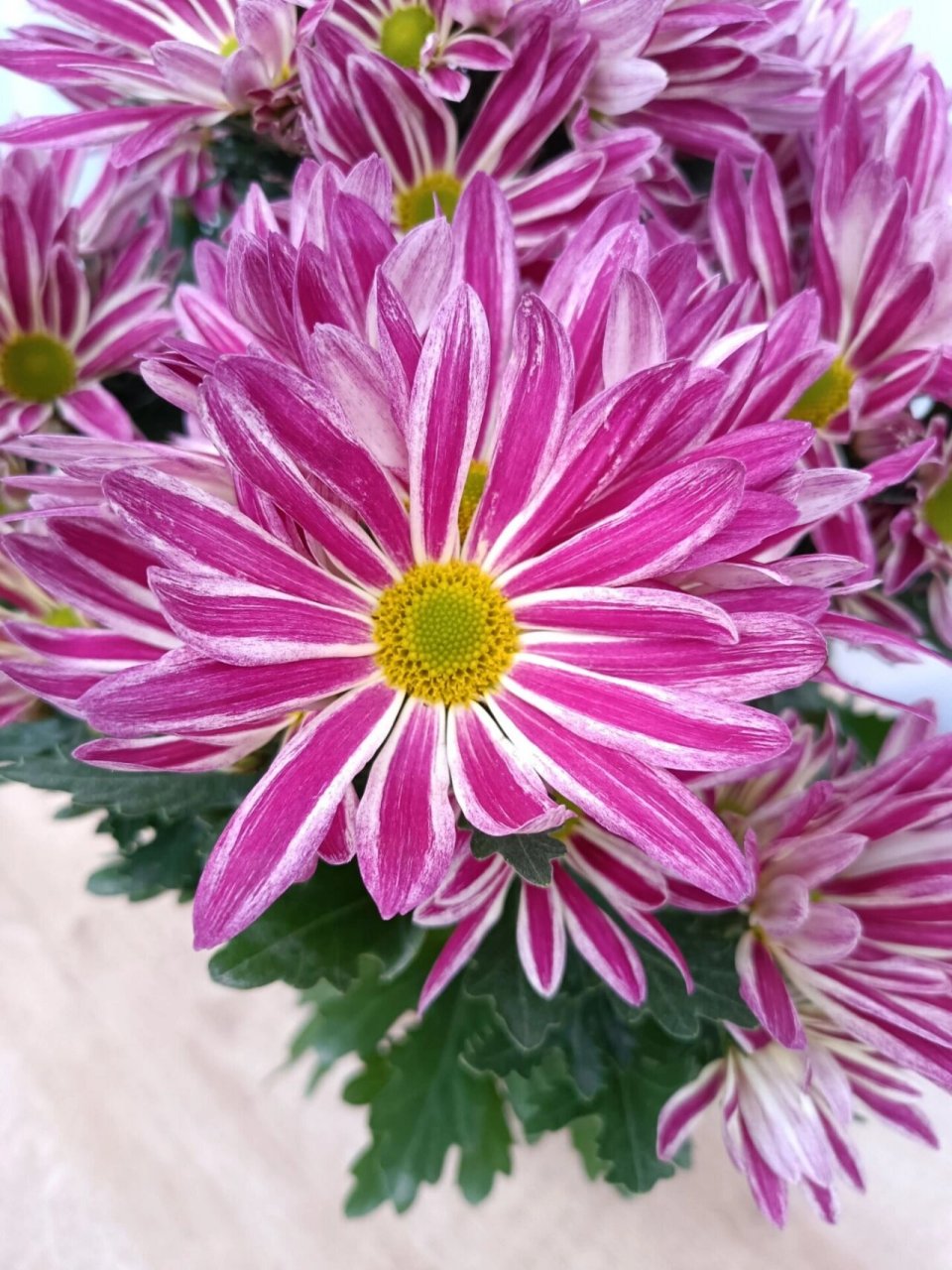 网红斑纹菊,小菊养护干货分享 菊花习性90 97可以晒太阳但不能