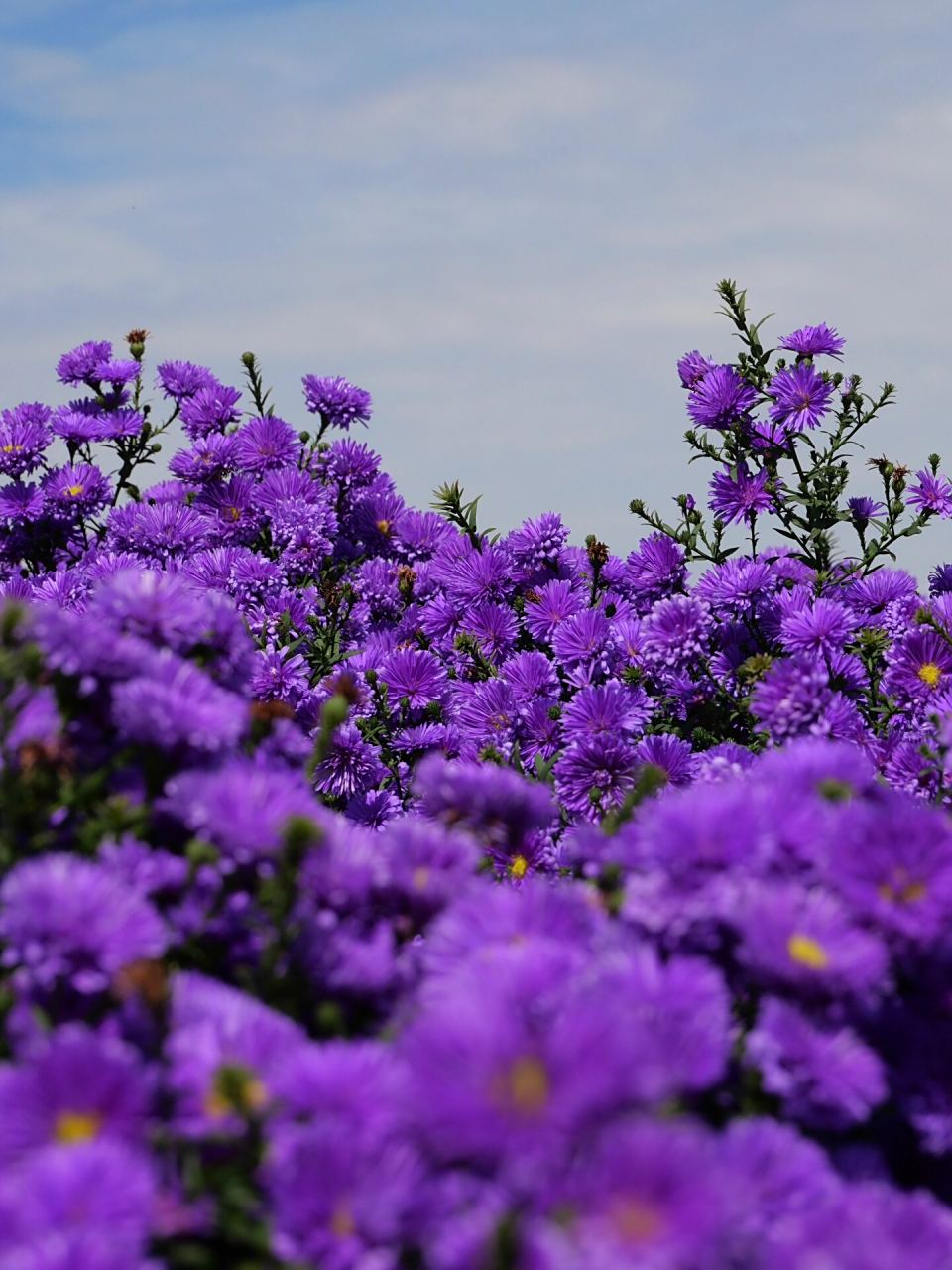 宿州西山花海94 一大片粉黛子,好美!
