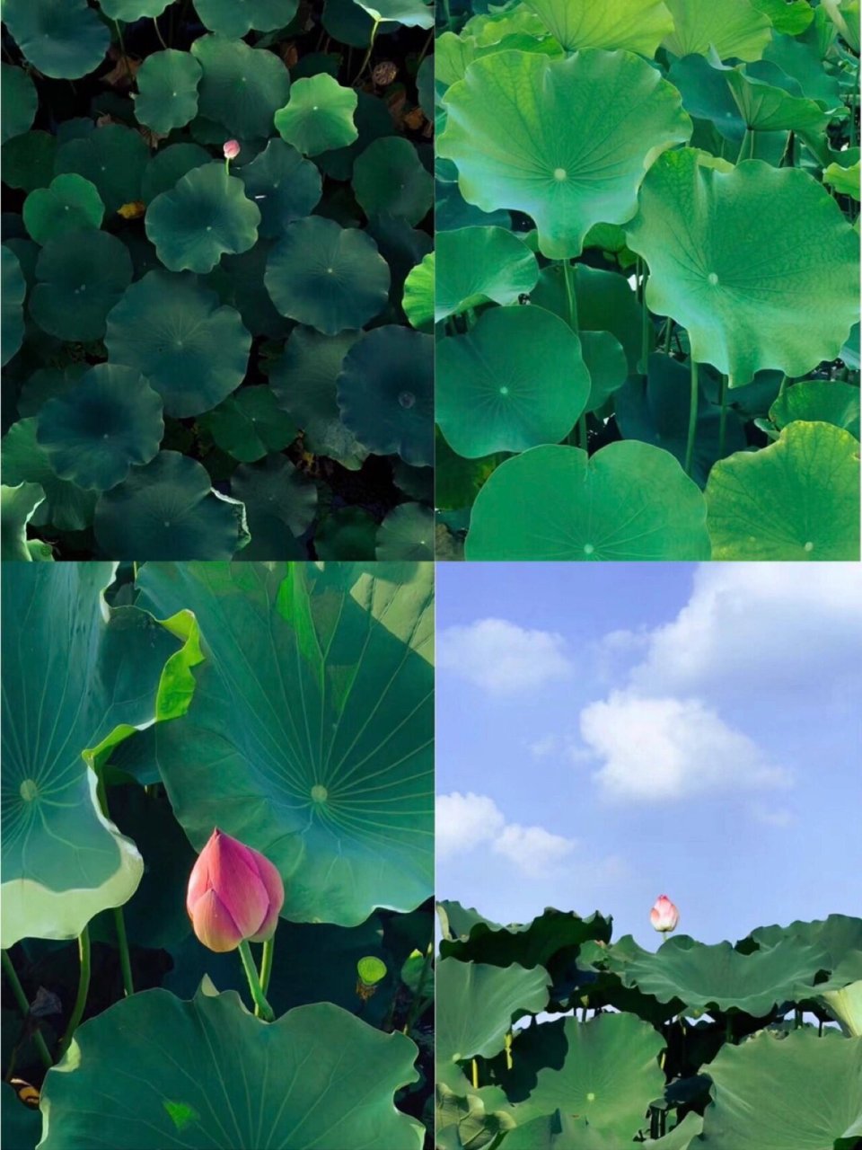 摄影丨荷叶尖尖 小荷才露尖尖角 早有蜻蜓立上头 一组荷叶图分享 92