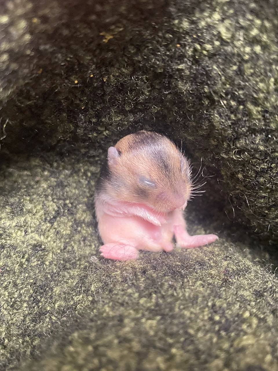 出生七天的仓鼠宝宝～ 家里两窝仓鼠宝宝98 这一窝里最喜欢这只啦