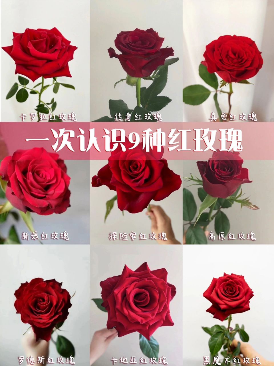 一次认识9种红玫瑰|花语收藏7815 7815【卡罗拉红玫瑰】又叫