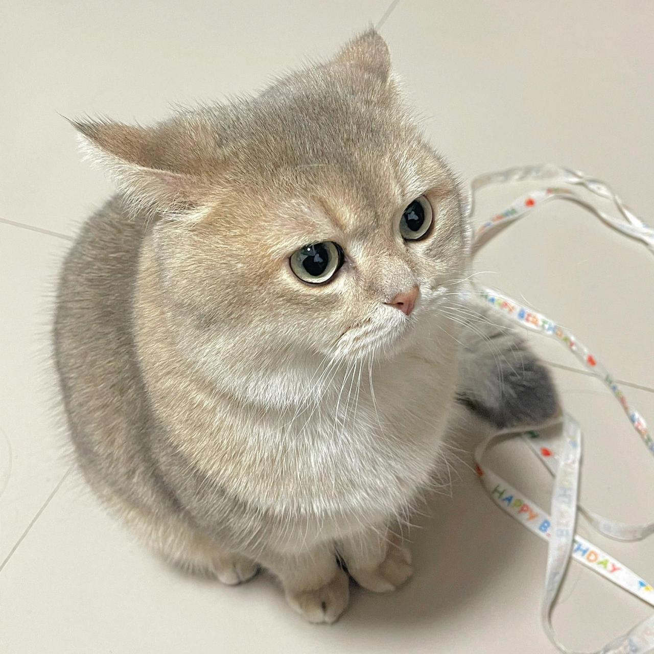 圆滚滚的蓝金渐层 咱就是说圆滚滚的小猫咪就是可爱 团成了小圆球的