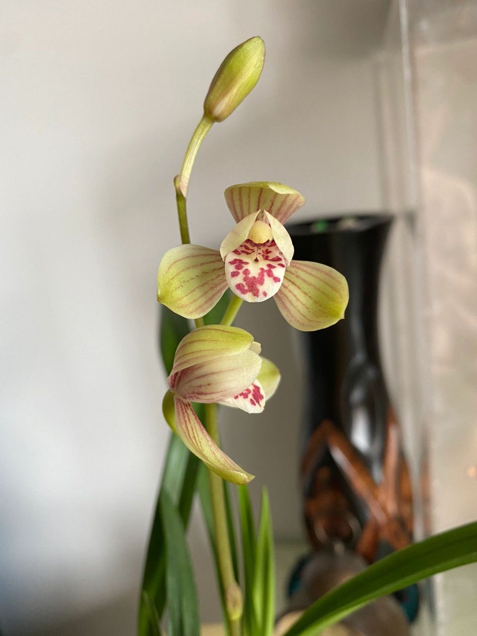 建兰君荷,八大名品荷瓣代表,阳台草开花 兰花,因其散发出的典雅气质