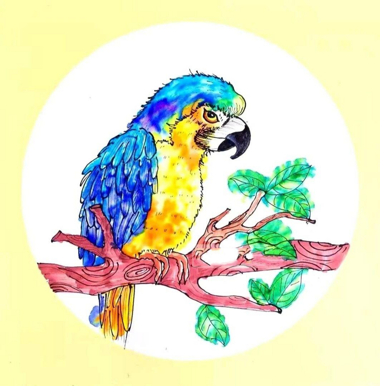 创意美术:《鹦鹉》 课程类型 : 创意水彩课 年龄:6-9岁 课时:90分钟