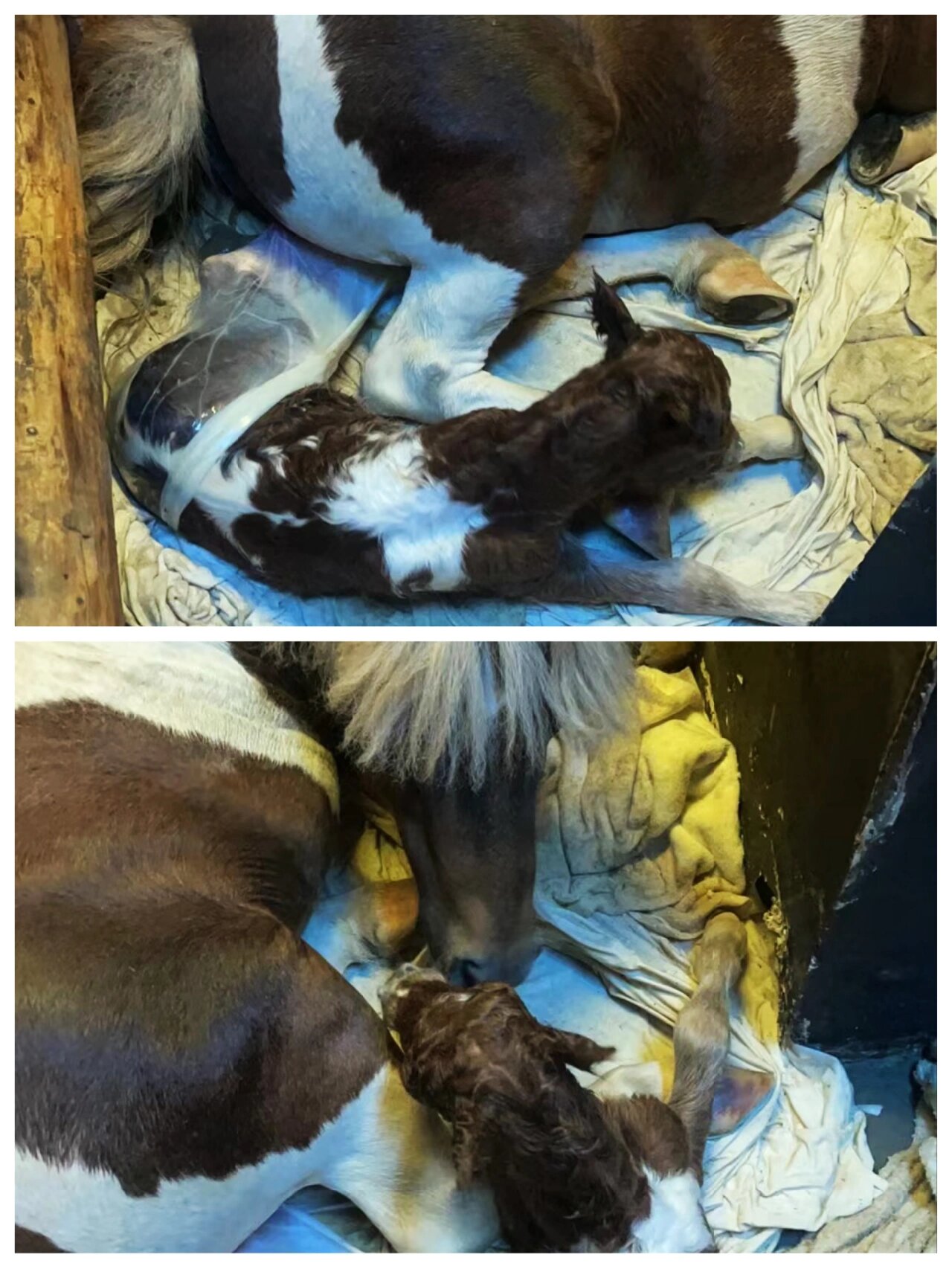 "皇家贵族"设特兰小矮马出生啦!简直太萌