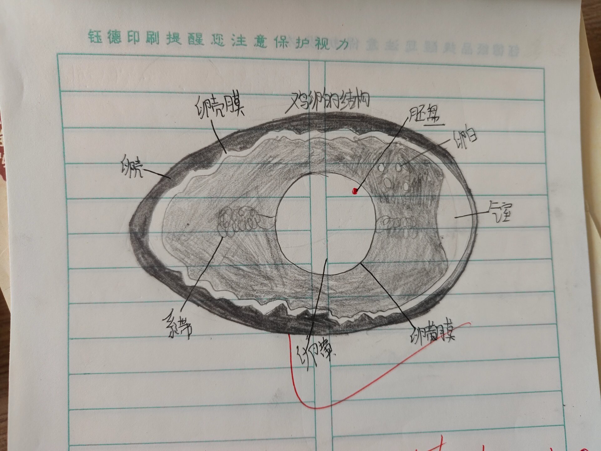 鸡卵结构示意图