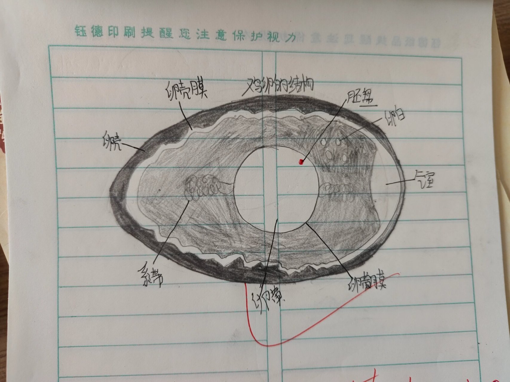 鸡卵结构示意图图片