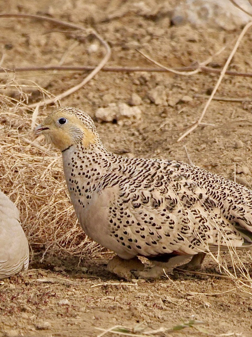 毛腿沙鸡 北京最近的明星鸟.