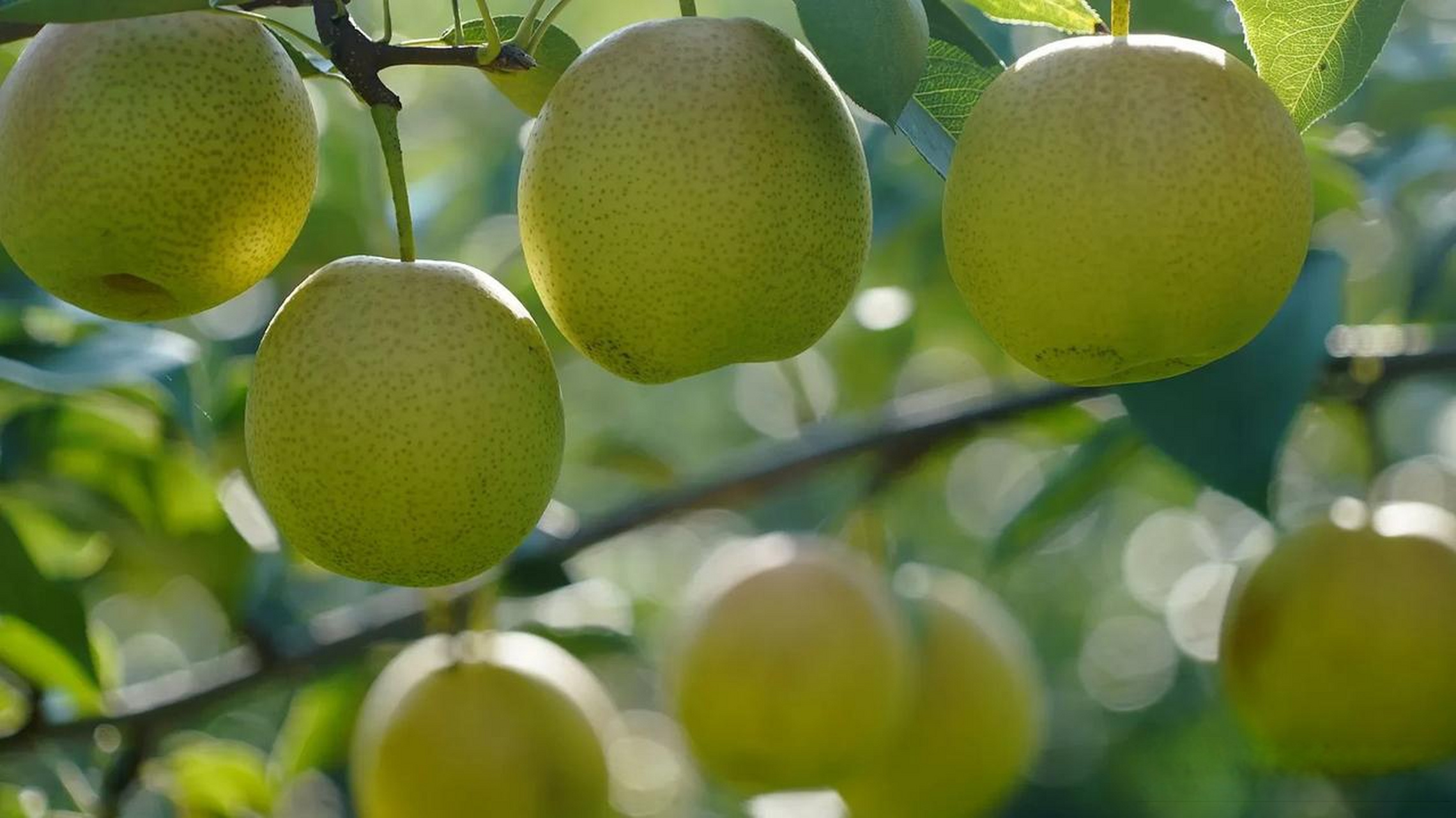 山西临猗县,嵋阳村,百亩红酥蜜梨成熟.运城头
